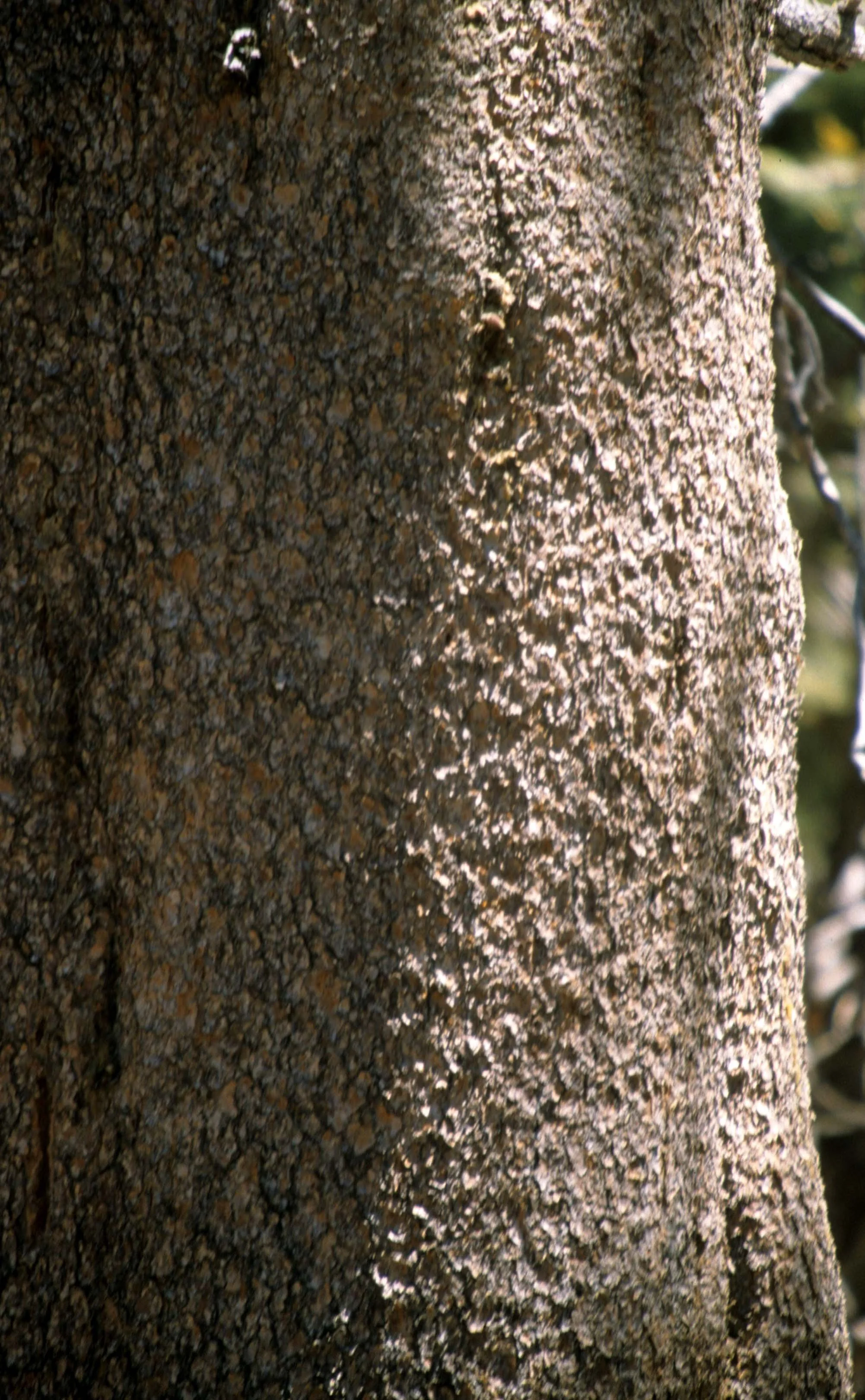 CALIFORNIA - SIERRA - CONIFEROUS FOREST (4).jpg