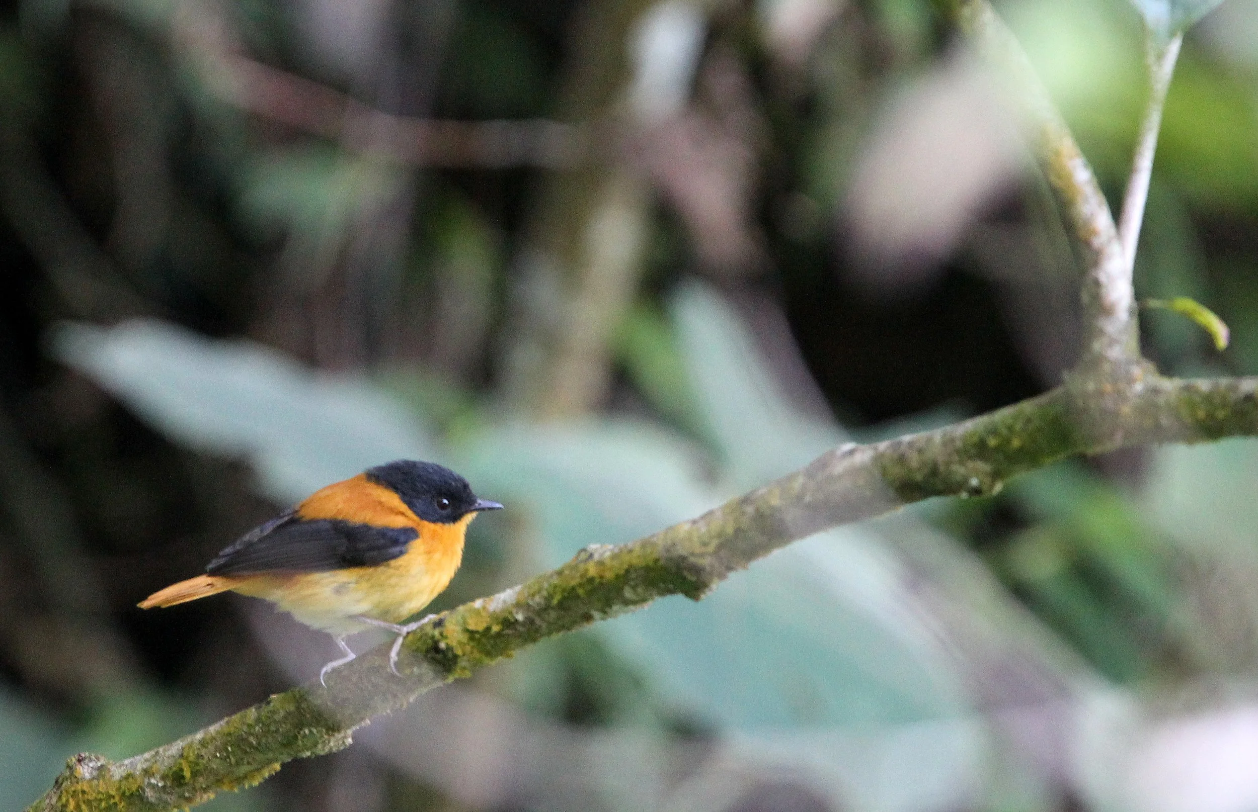 BIRD - FLYCATCHER - BLACK-AND-ORANGE FLYCATCHER - PAMPADUM SHOLA NATIONAL PARK KERALA INDIA (1).JPG