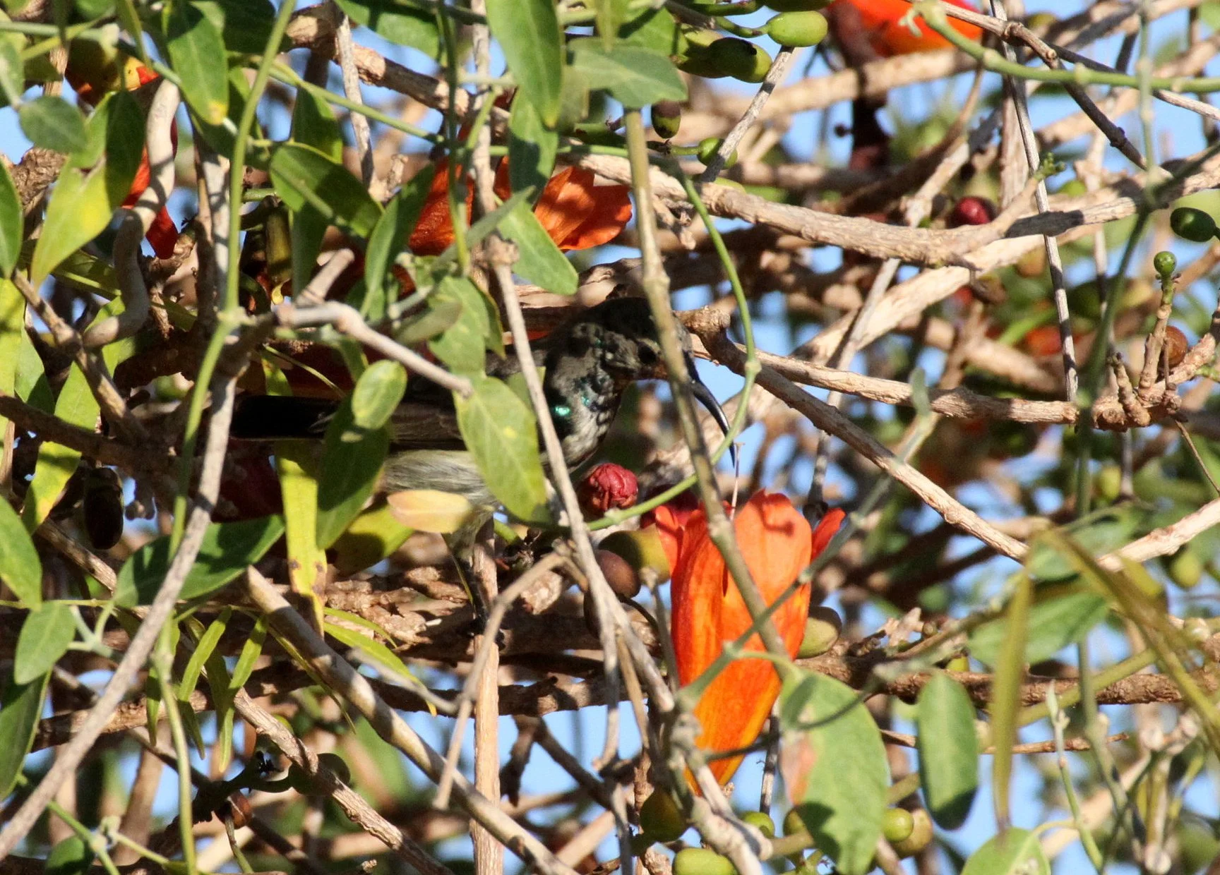 BIRD - SUNBIRD - SOUIMANGA SUNBIRD - NECTARINIA SOUIMANGA - BERENTY RESERVE MADAGASCAR.JPG