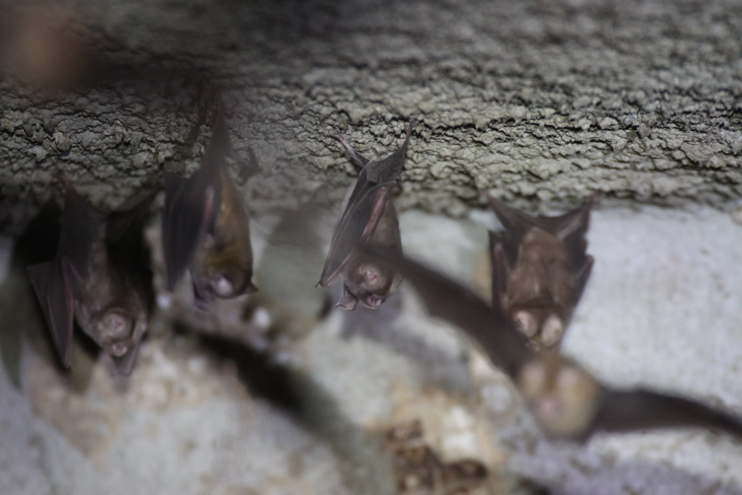 Hipposideros caffer - SUNDEVALL'S ROUNDLEAF BAT - AWASH NATIONAL PARK ETHIOPIA (6).JPG