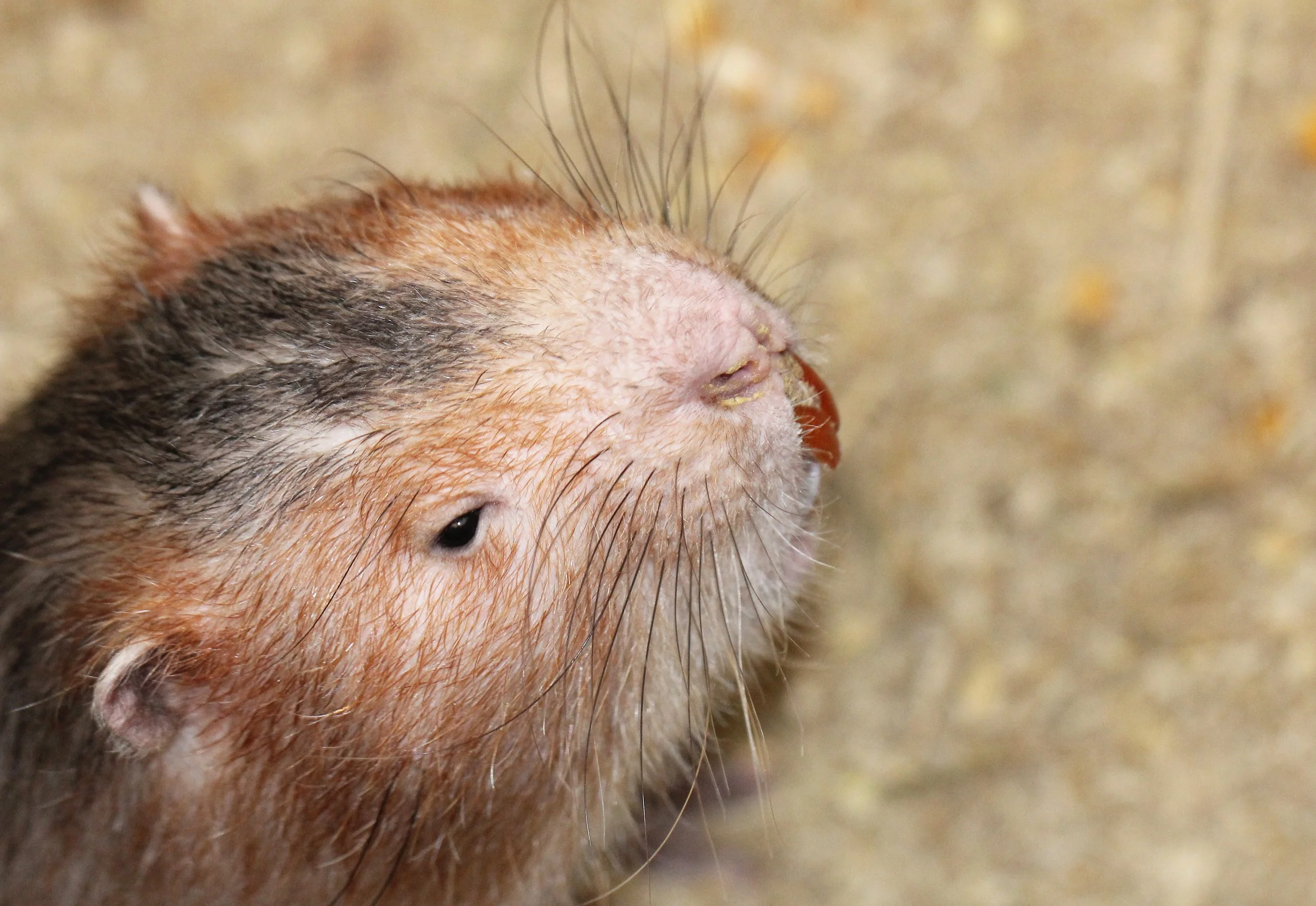All species of bamboo rat are protected under the Wild Animals Preservation and Protection Act. They maintain stable populations in protected areas like Huai Kha Khaeng Wildlife Sanctuary and Thung Yai Naresuan.
