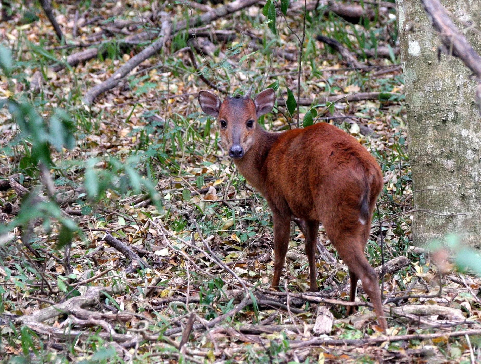 DUIKER - NATAL RED DUIKER - Cephalophus natalensis - SAINT LUCIA WETLANDS RESERVE SOUTH AFRICA (9).JPG