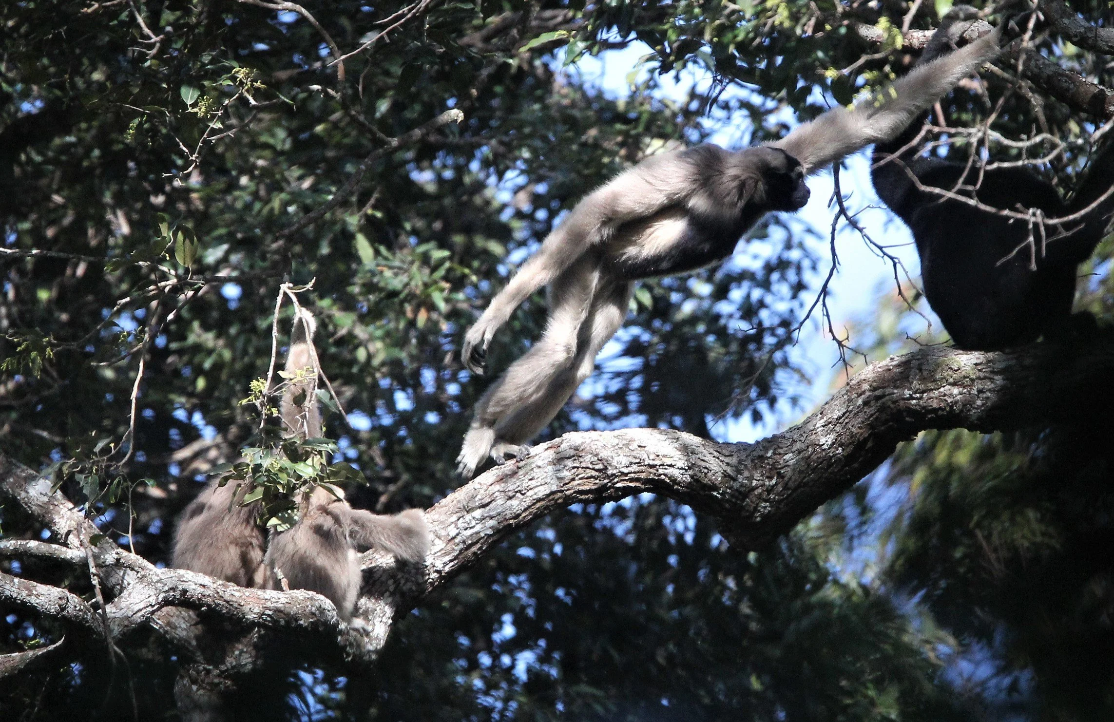 PRIMATE - GIBBON - PILEATED GIBBON - KHAO YAI NP M.jpg