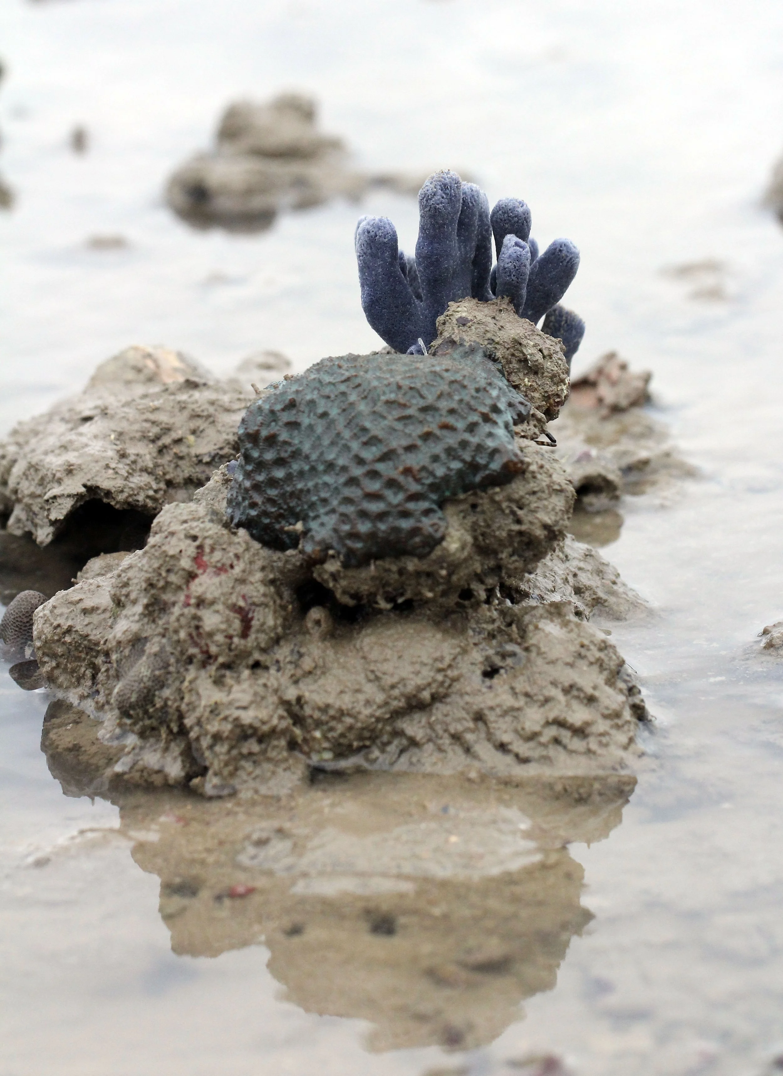 Phylum Porifera - Sponges — Coke Smith Wildlife