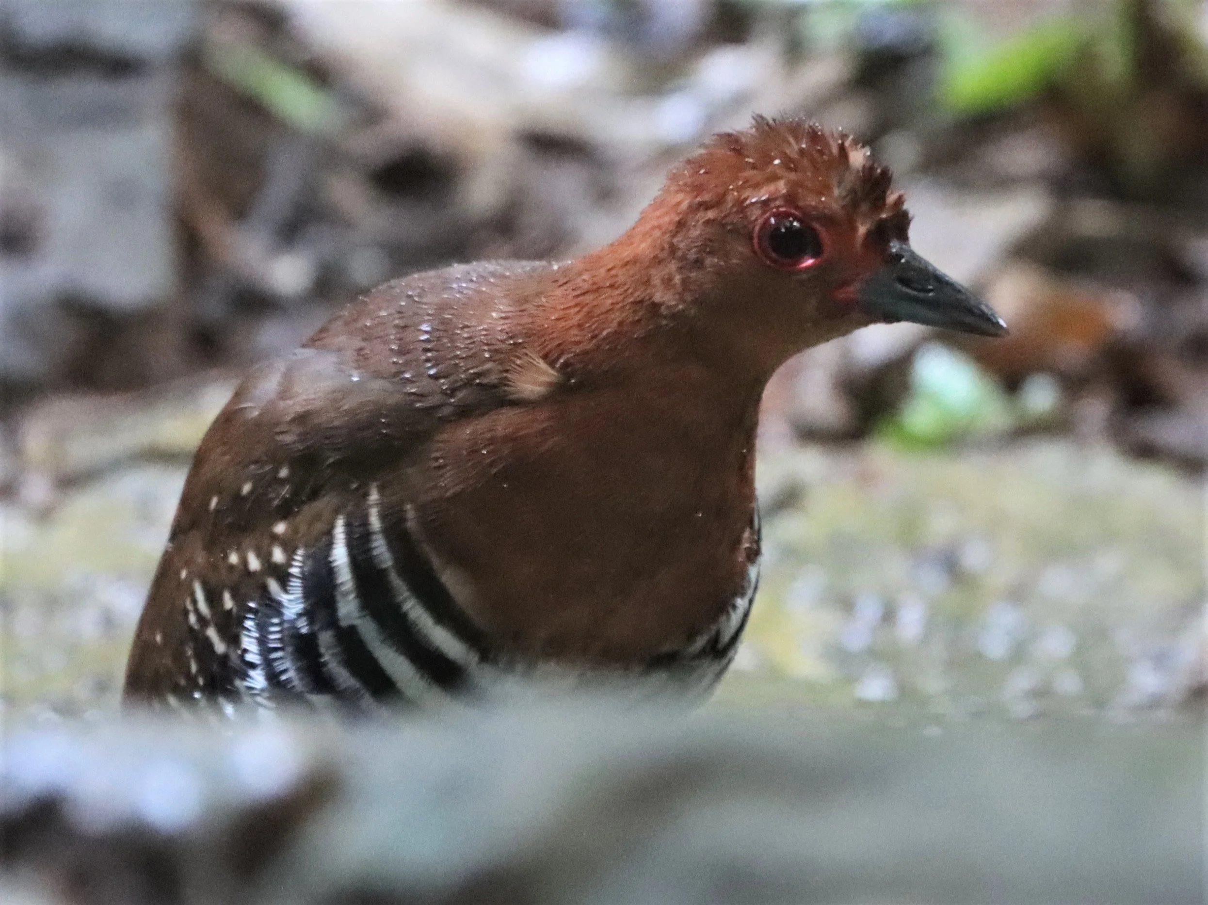 Red-legged Crake (Rallina fasciata) Neung Hide nr Kaeng Krachan NP Thailand (28).jpg