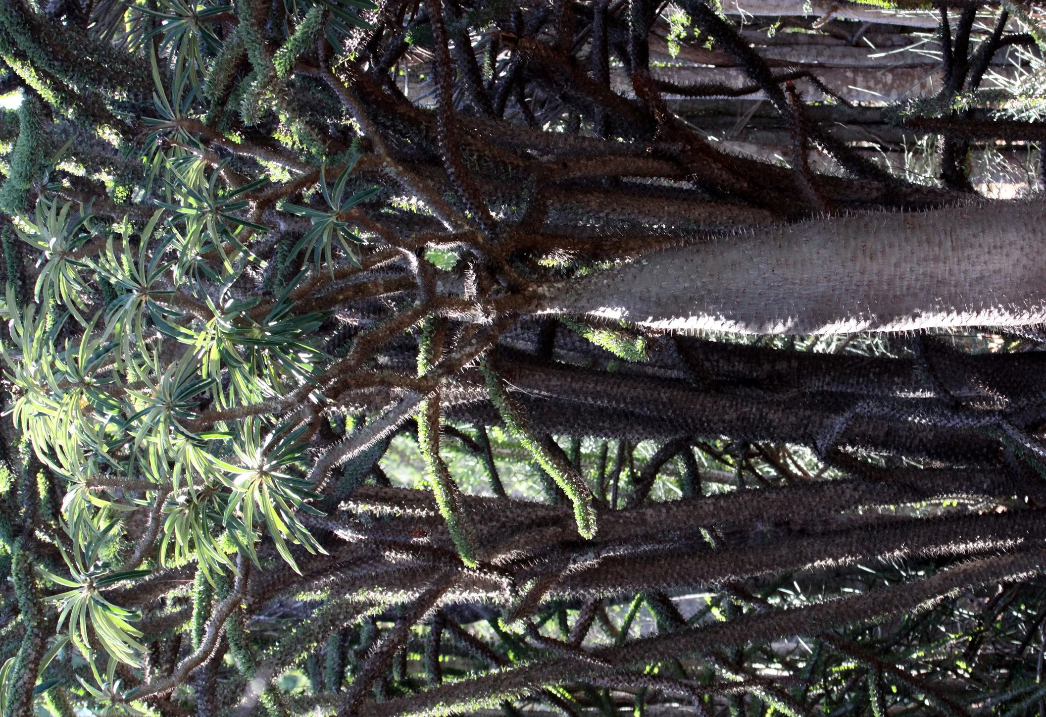PLANT - PACHYPODIUM SPECIES - XEROPHYTIC SPECIES - BERENTY RESERVE MADAGASCAR.JPG