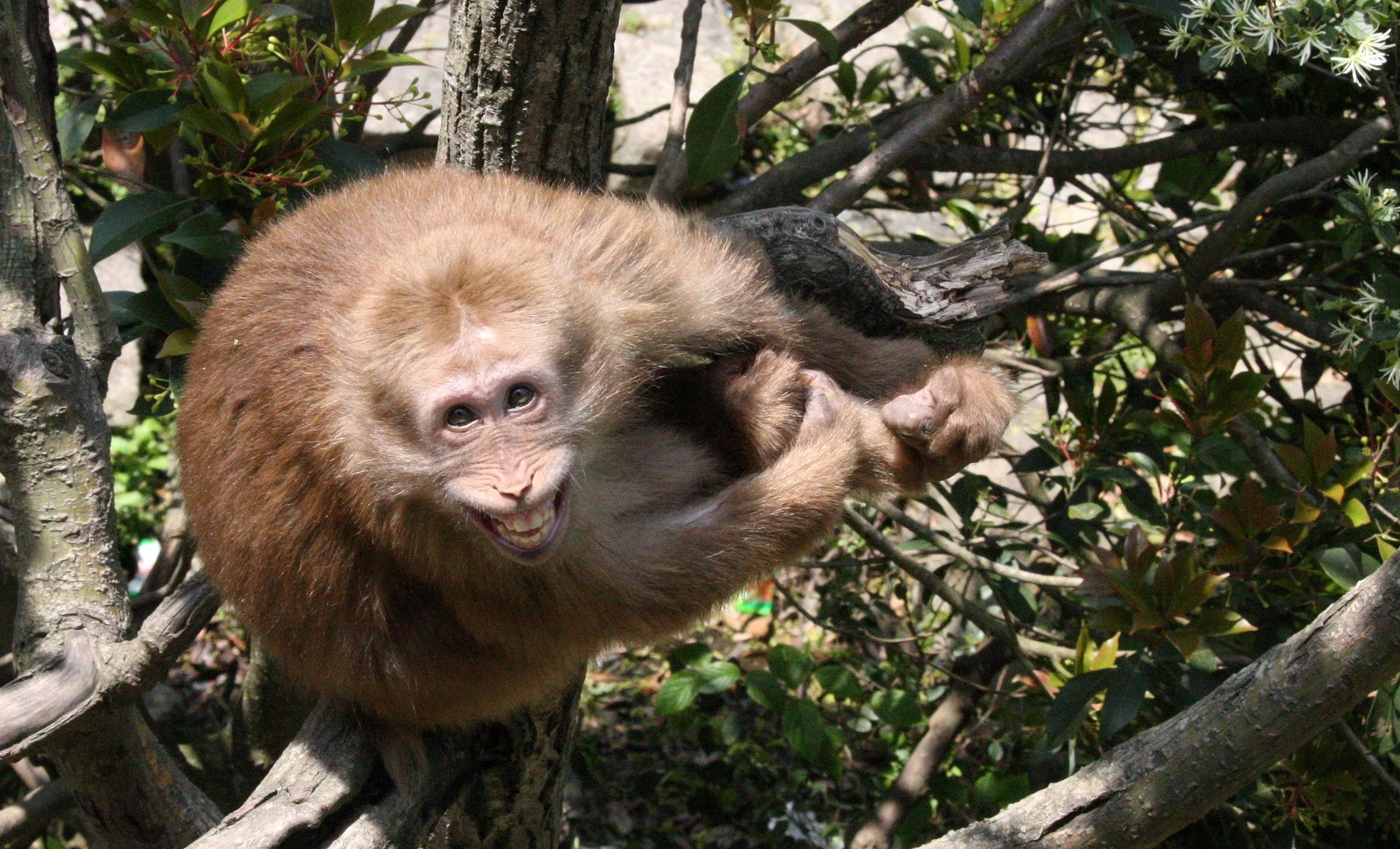 CERCOPITHECIDAE - Macaca thibetana huangshanensis - HUANGSHAN TIBETAN MACAQUE - MONKEY VALLEY - FUXI VILLAGE NEAR HUANGSHAN CHINA (388).JPG
