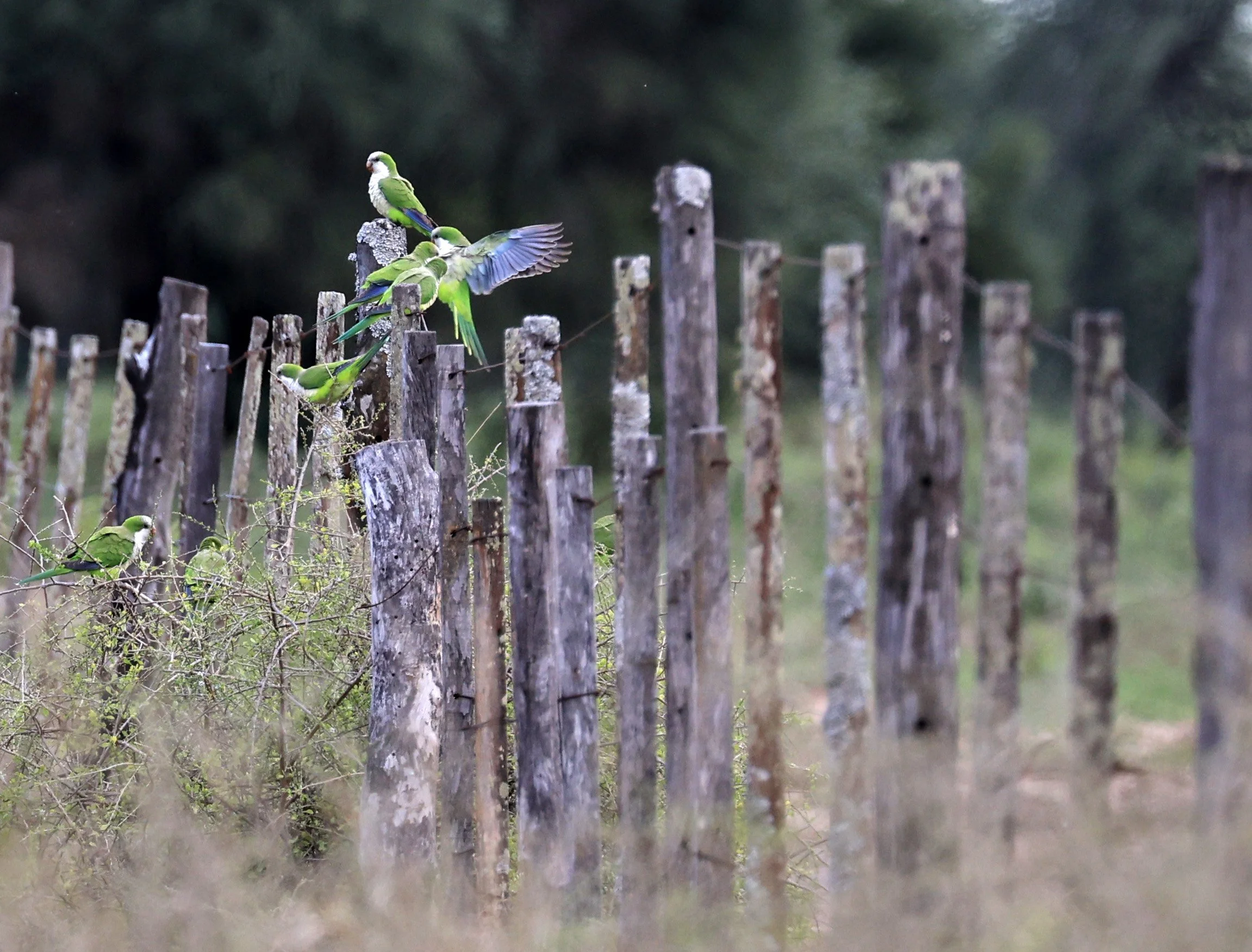Monk Parakeet (Myiopsitta monachus) Chaco Lodge & Laguna Salada Paraguay (2).jpg