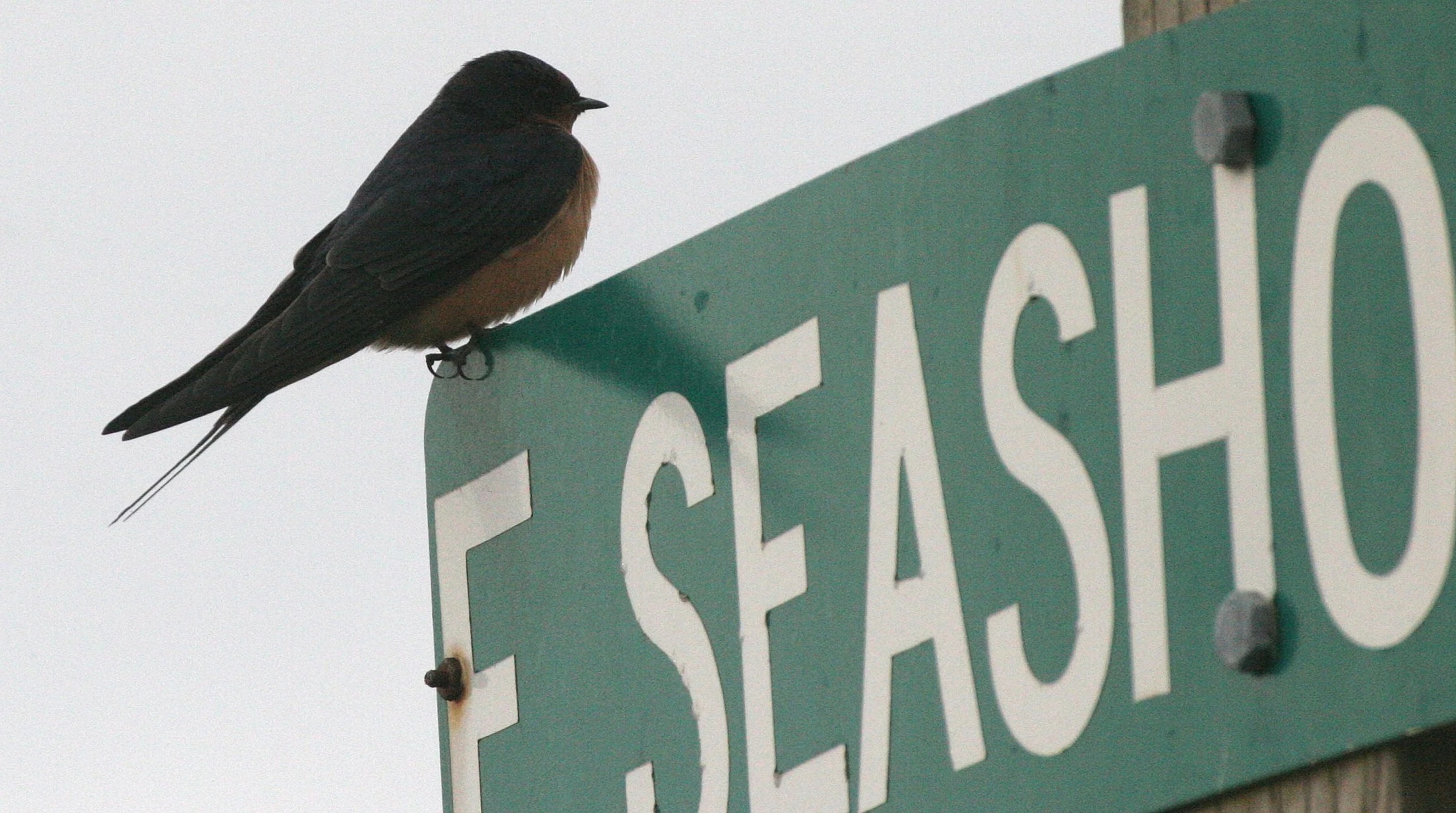 Barn Swallow (Hirundo rustica) Jamestown Olympic Peninsula Washington (4).JPG