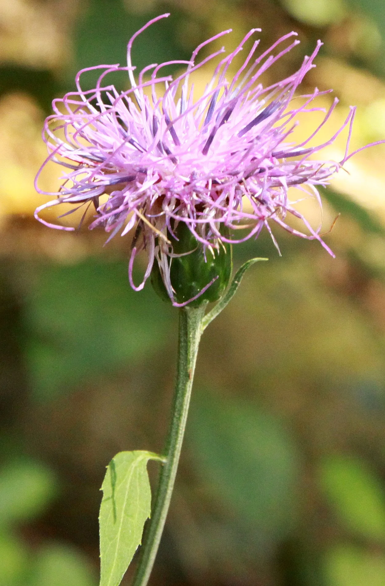 CHINESE YEW RESERVE - FUJIAN CHINA (20).JPG