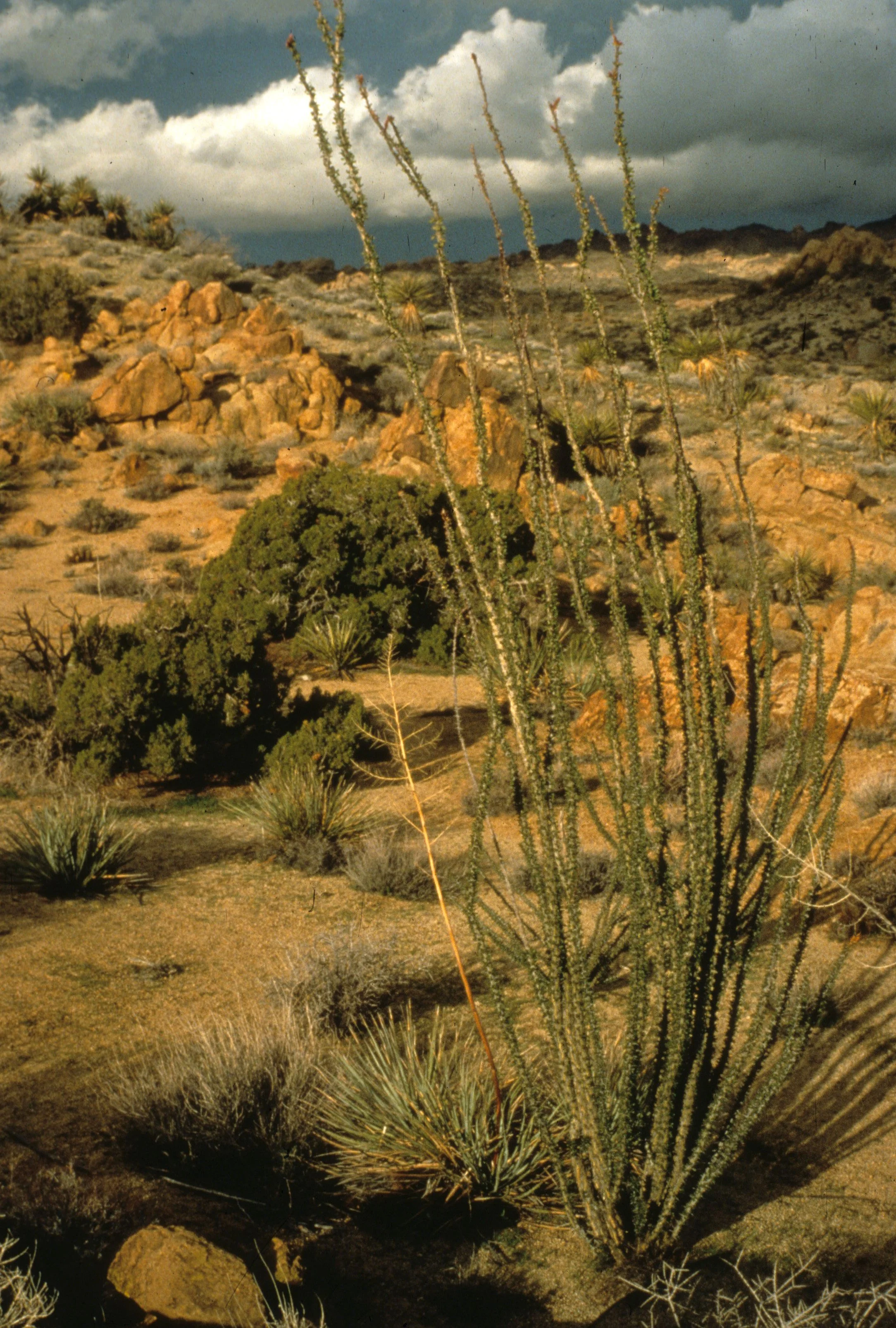 ARIZONA - OCOTILLO JUNIPER WOODLAND - NORTHERN DESERT.jpg