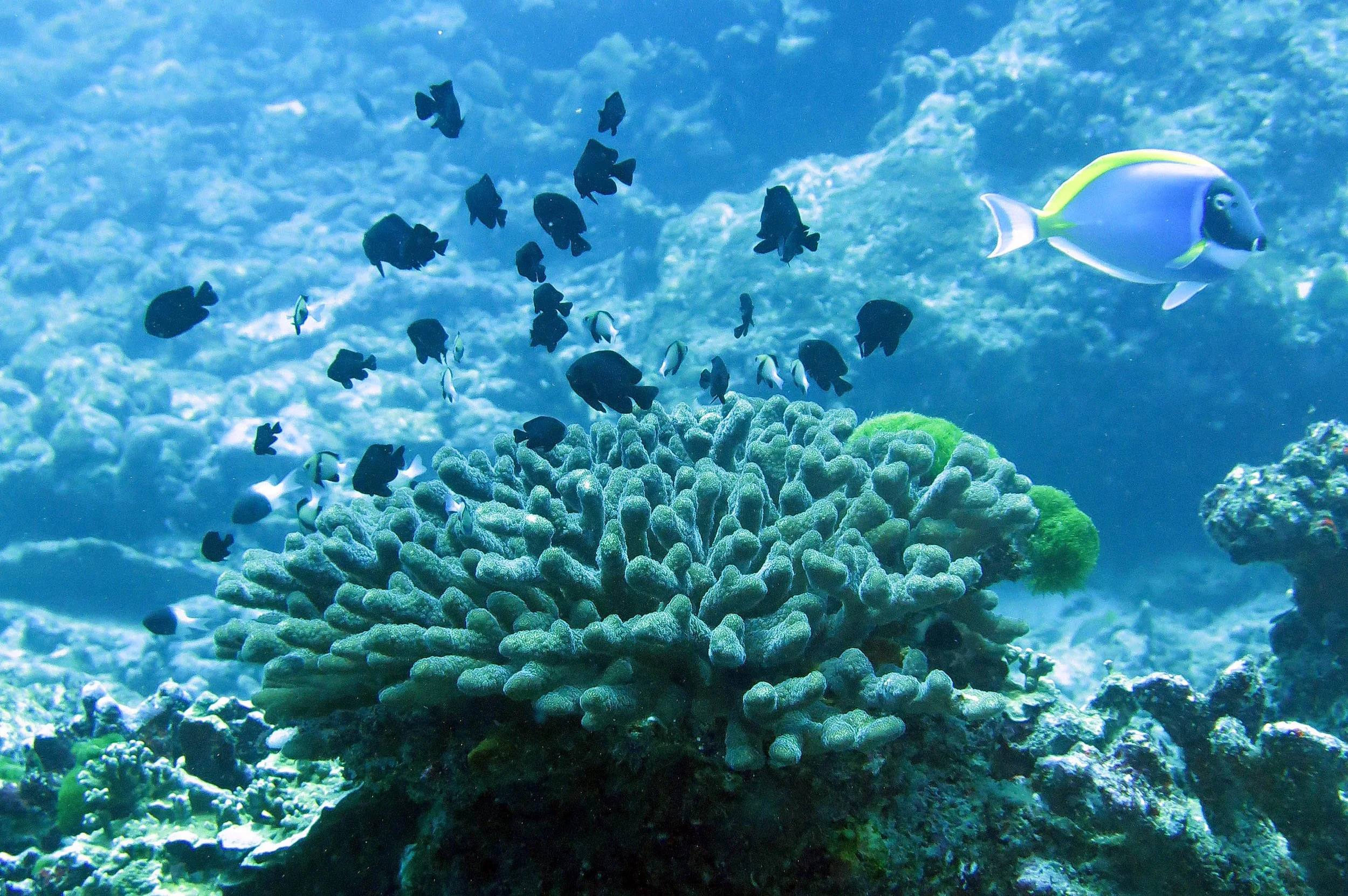 Pomacentridae - Dascyllus trimaculatus - Threespot Dascyllus - Similan Islands, Thailand