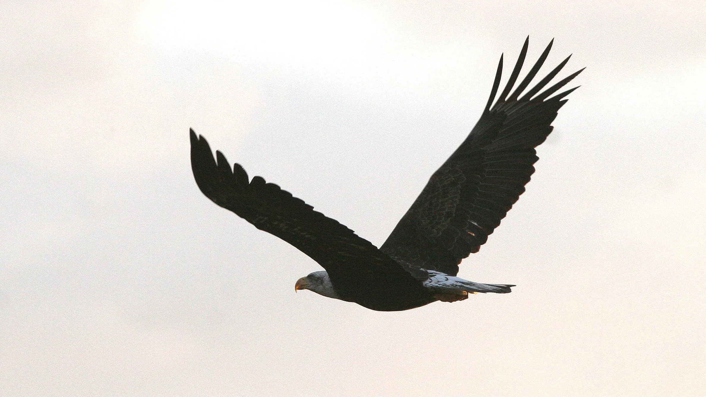 Haliaeetus leucocephalus - AMERICAN BALD EAGLE - LAKE FARM BLUFFS WASHINGTON (74).JPG