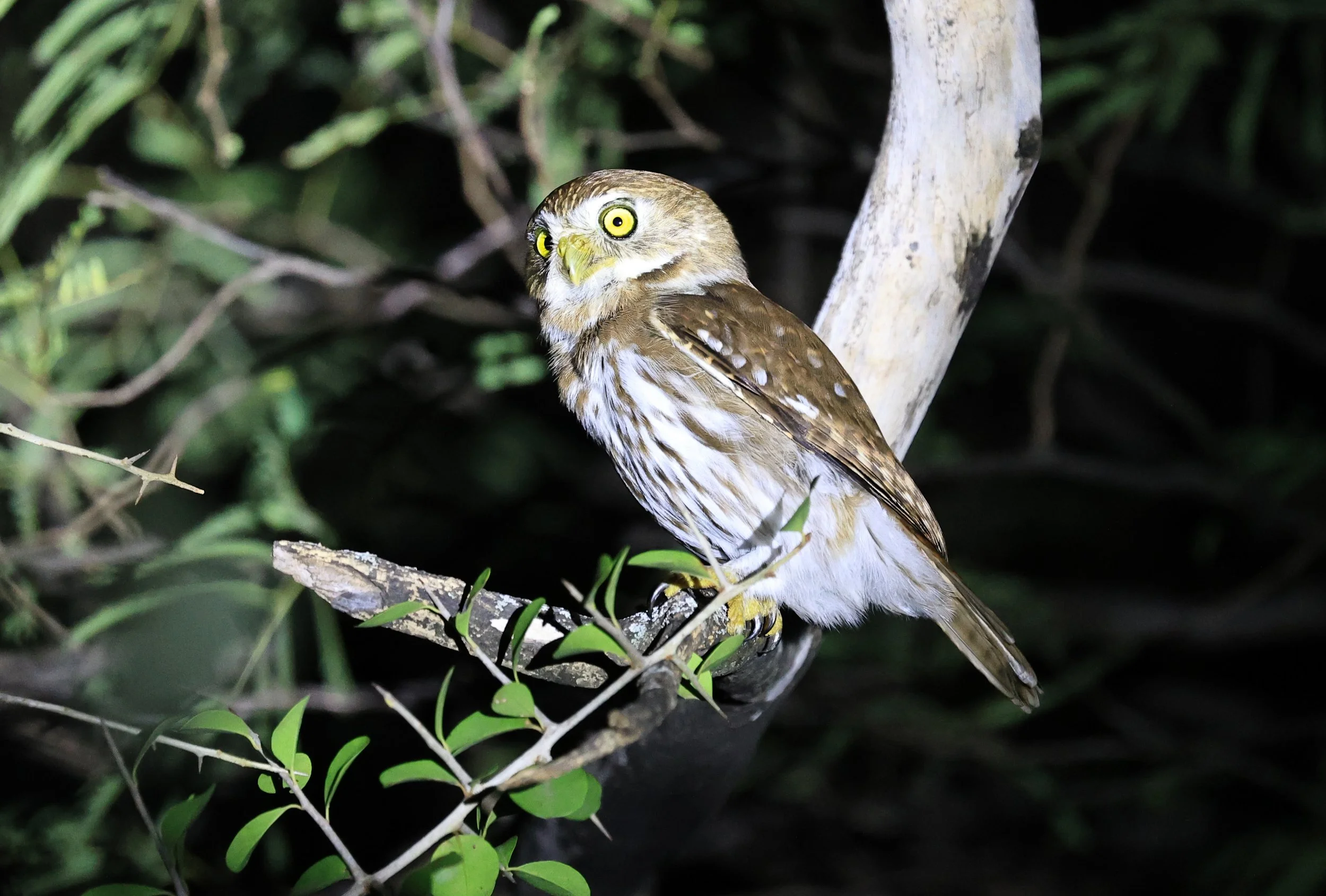 Ferruginous Pygmy-Owl (Glaucidium brasilianum) Reserva Nueland  Selva Serena (69).jpg