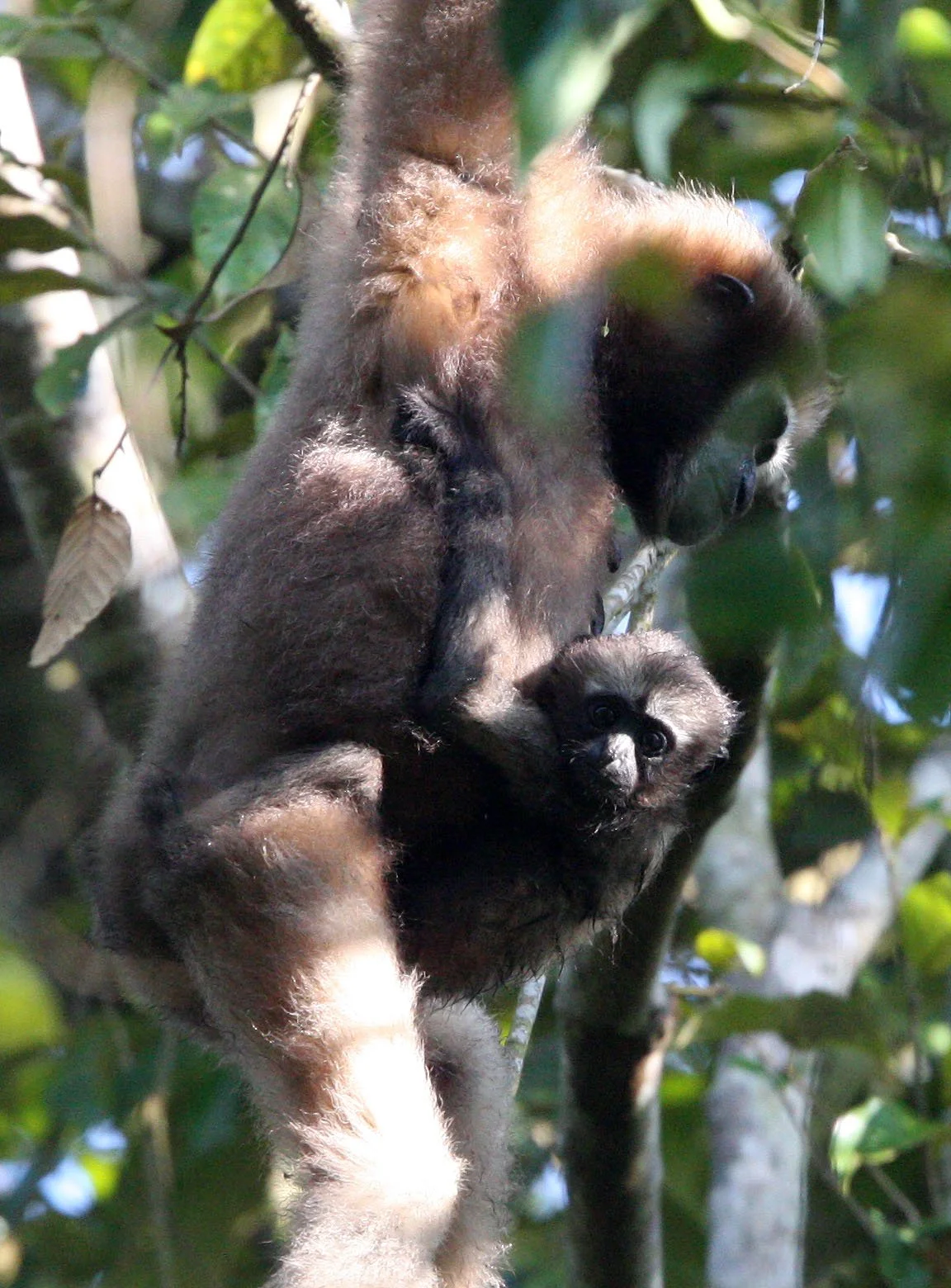 HYLOBATIDAE - Hoolock hoolock - WESTERN HOOLOCK'S GIBBON - WILD GIBBON SANCTUARY ASSAM INDIA (156).JPG