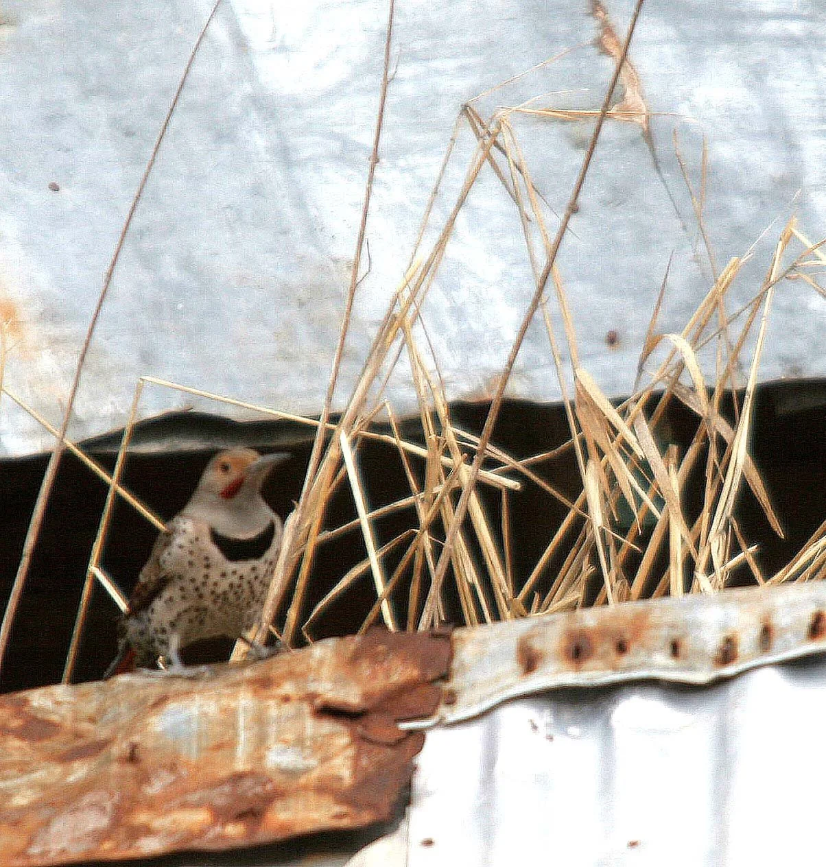 BIRD - WOODPECKER - NORTHERN FLICKER - NORTHRUP CANYON WASHINGTON.jpg