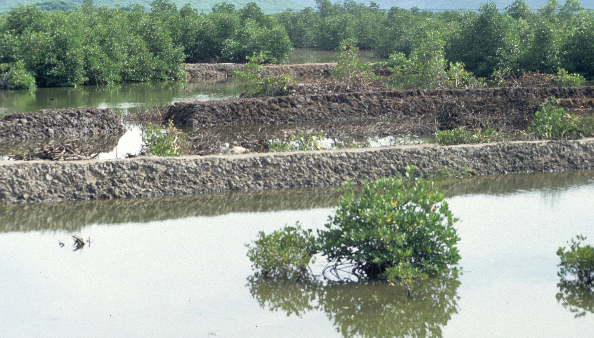 CAM RAN BAY - MANGROVE REPLANTING OPERATION (2).jpg