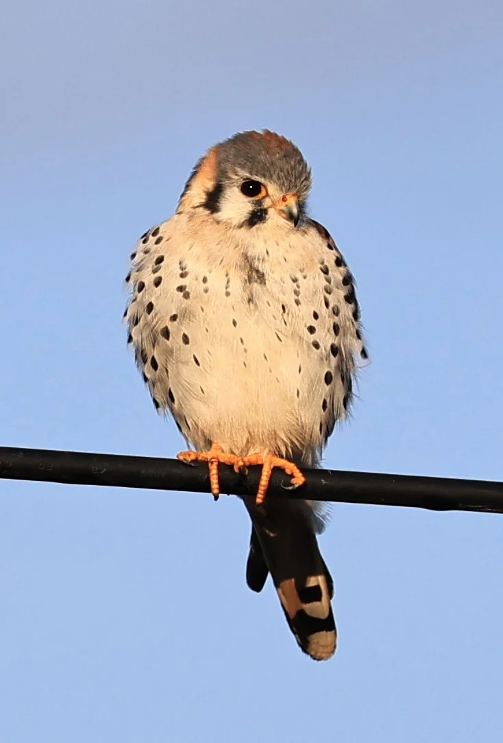 American Kestrel (Falco sparverius) Aurora Chaquena Reserve, Neuland Mennonite Colony Paraguay (3).jpg