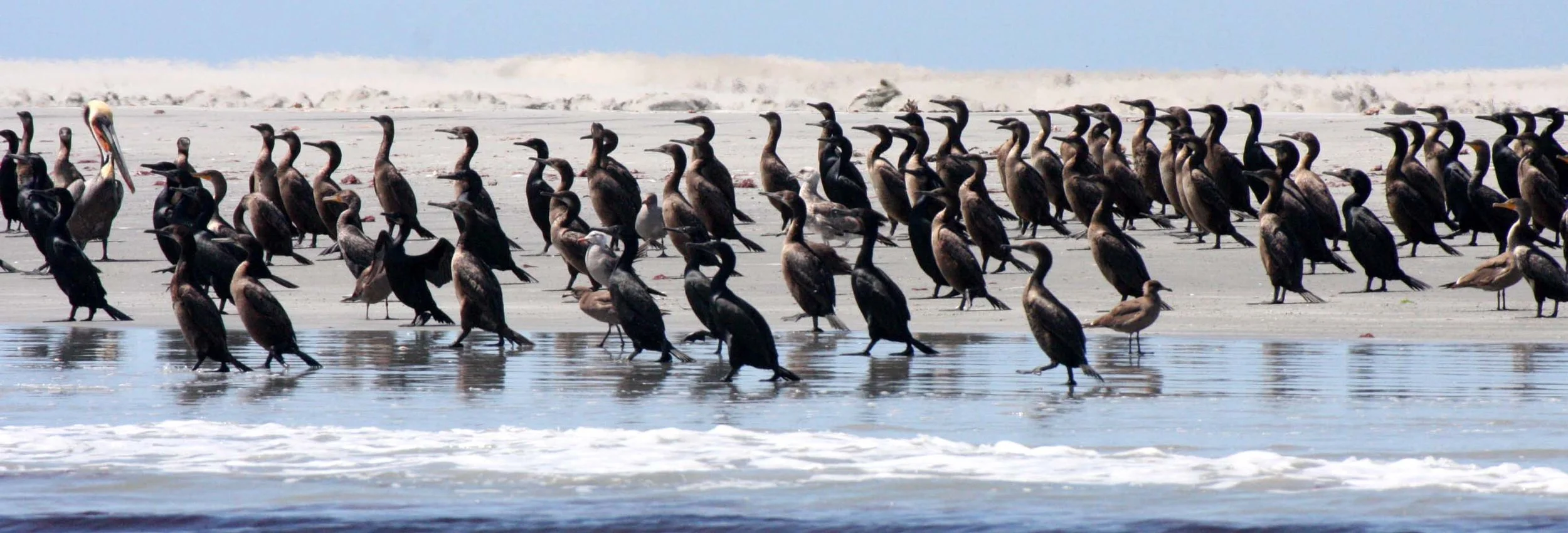 Pelecanus occidentalis - BROWN PELICAN - WITH DOUBLE-CRESTED CORMORANTS AND BRANDT'S CORMORANTS - SAN IGNACIO LAGOON BAJA MEXICO (15).JPG