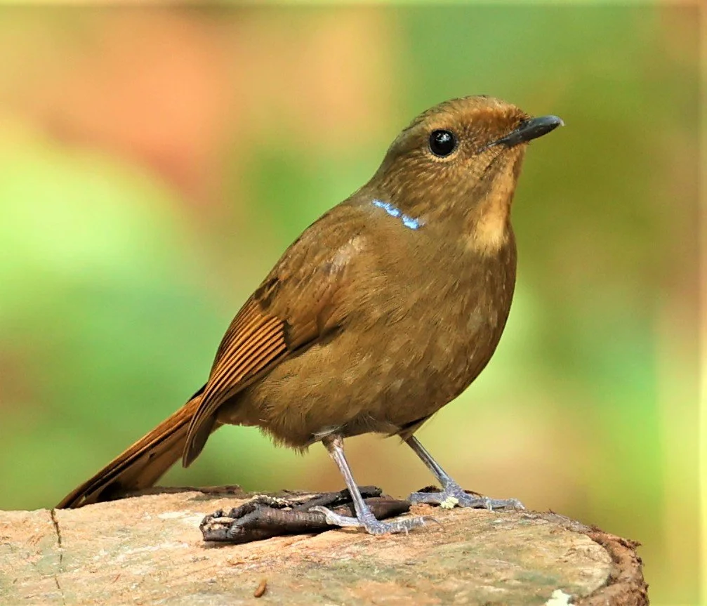 NILTAVA - LARGE NILTAVA - Niltava grandis - DOI DOI ANG KHANG CHIANG MAI FEB 2022 (72).jpg