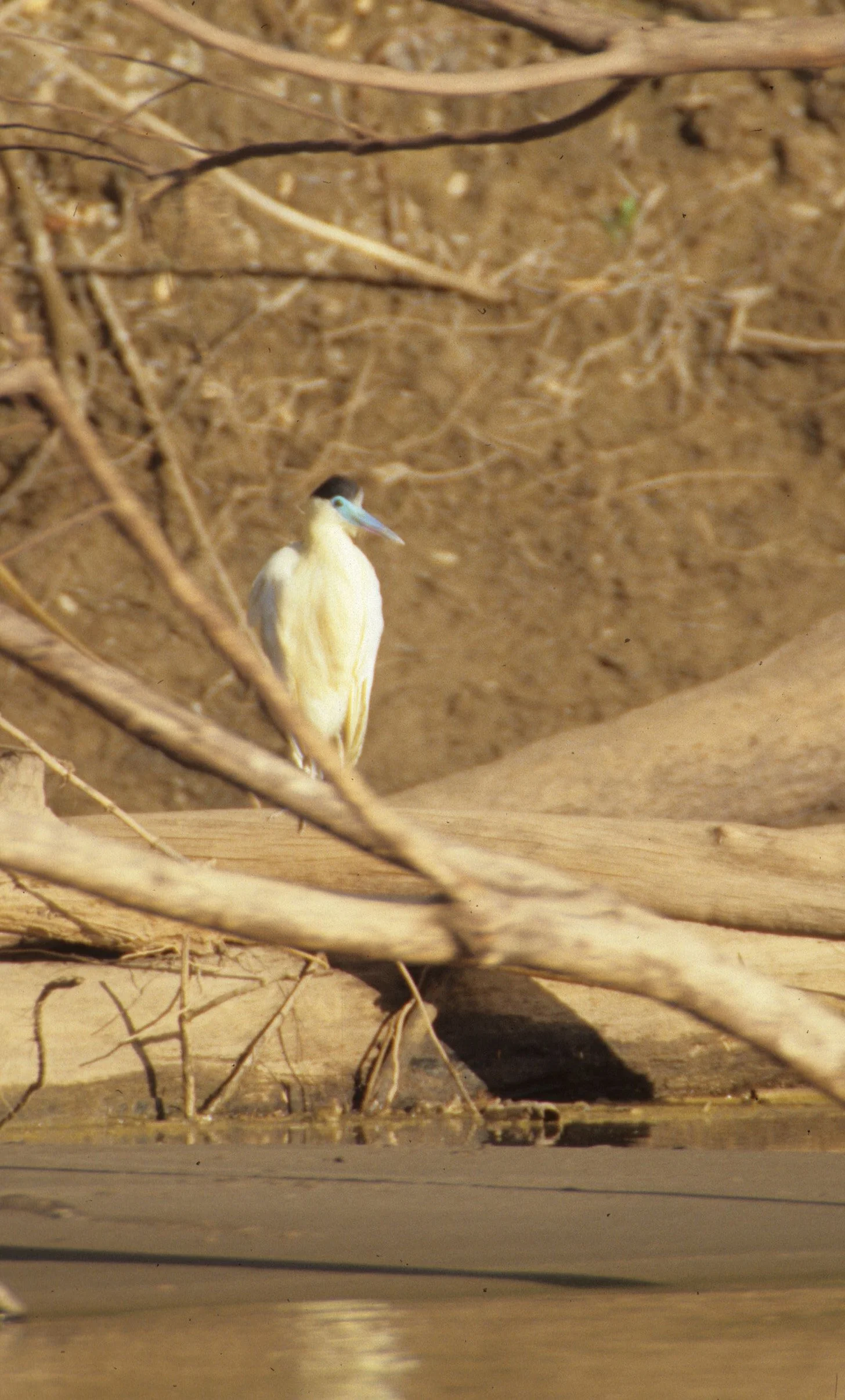 HERON - CAPPED HERON - Pilherodius pileatus - MANU PERU SCANNED SLIDE (1).jpg