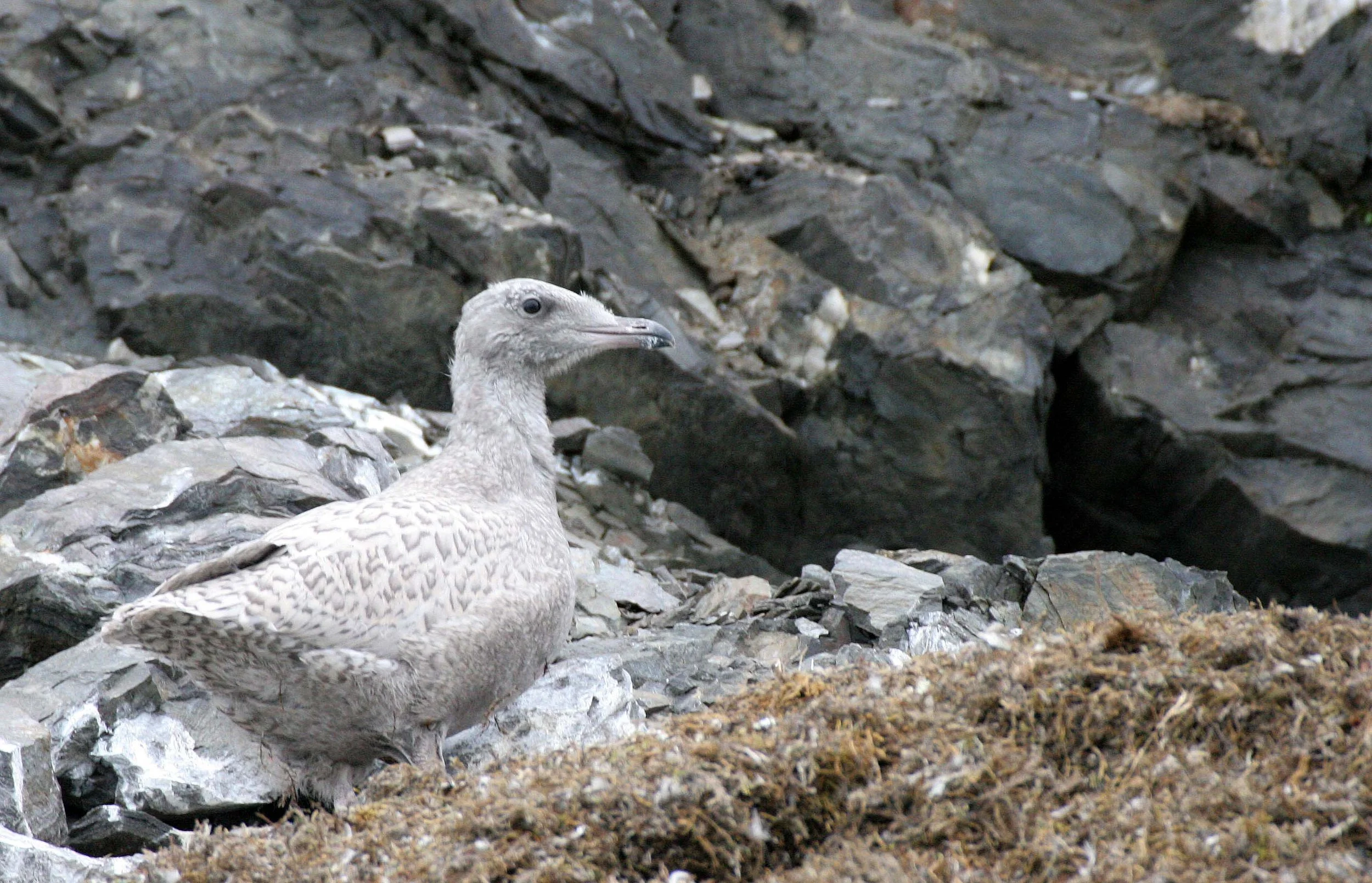 BIRD - GULL - GLAUCOUS - SVALBARD A (3).jpg