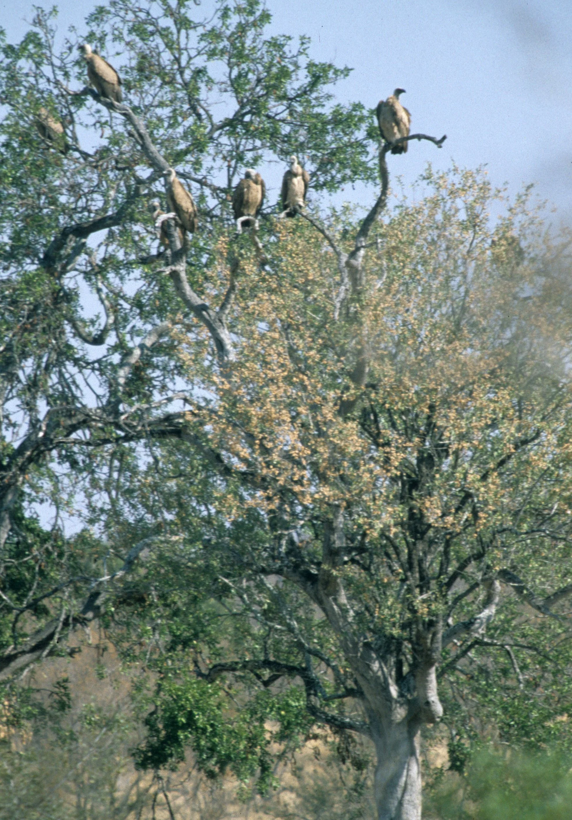 BIRDS - VULTURE - WHITEBACKED - SERENGETI.jpg