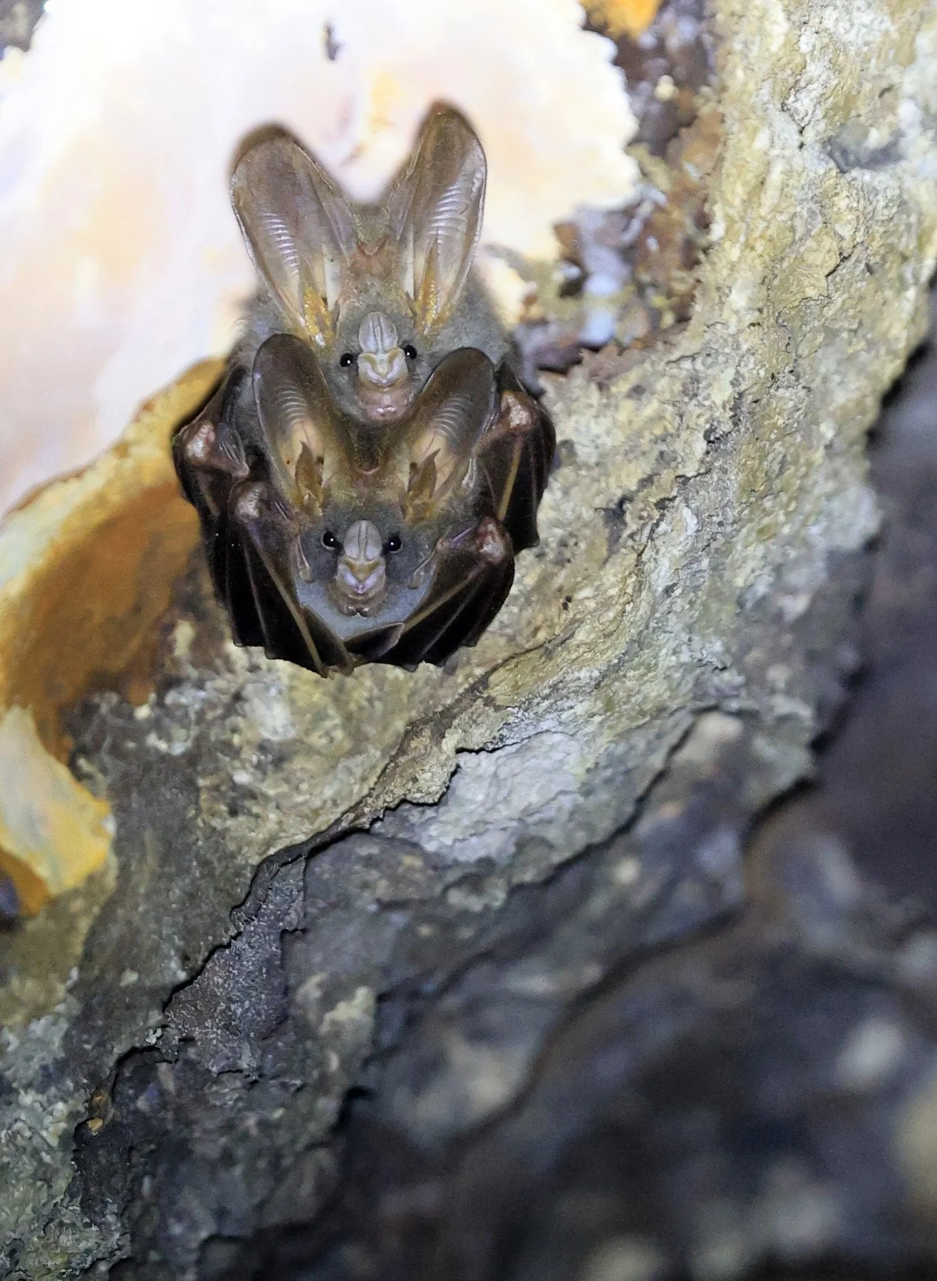 Lesser false vampire bat (Megaderma spasma) Khao Yai National Park Feb 2026 Day 3 (27).jpg