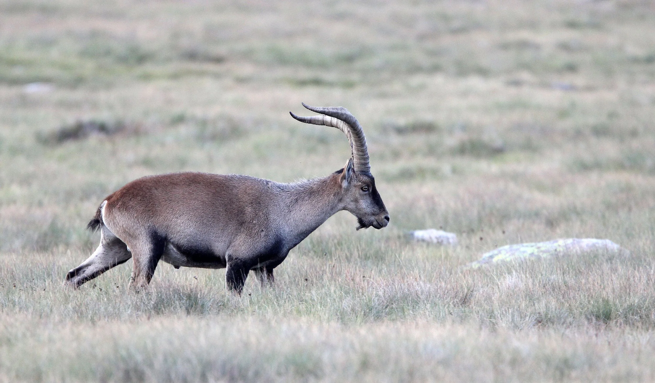 IBEX - WESTERN SPANISH (GREDOS) IBEX - Capra pyrenaica victoriae) SIERRA DE GREDOS NATIONAL PARK SPAIN (61).JPG