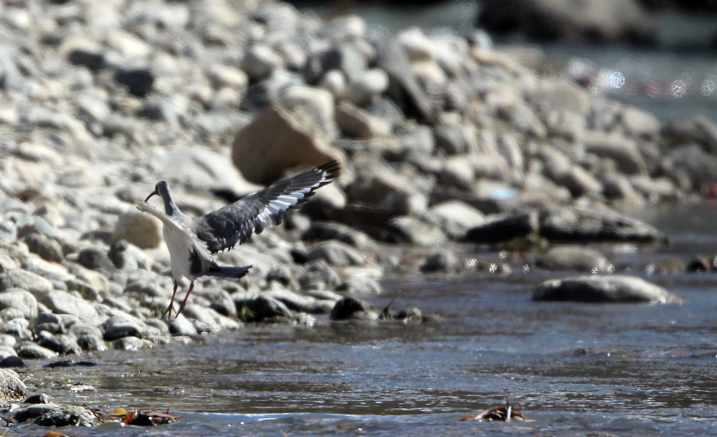 BIRD - IBISBILL - LEH - LADAKH INDIA - JAMUU & KASHMIR (24).JPG