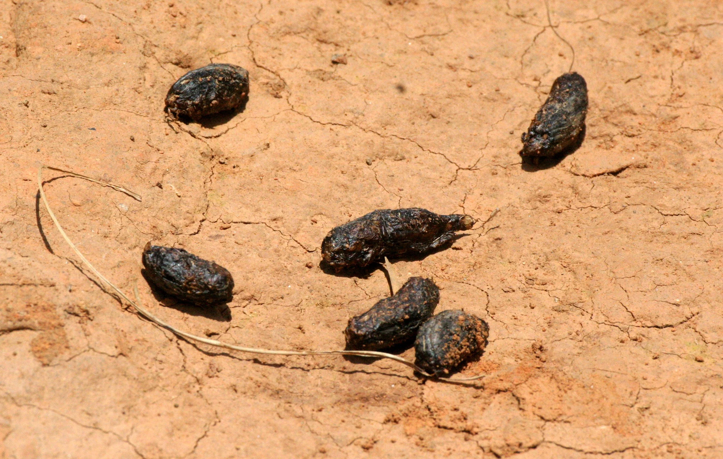 Hystrix brachyura - MALAYAN PORCUPINE - KHAO YAI NP THAILAND (38).JPG