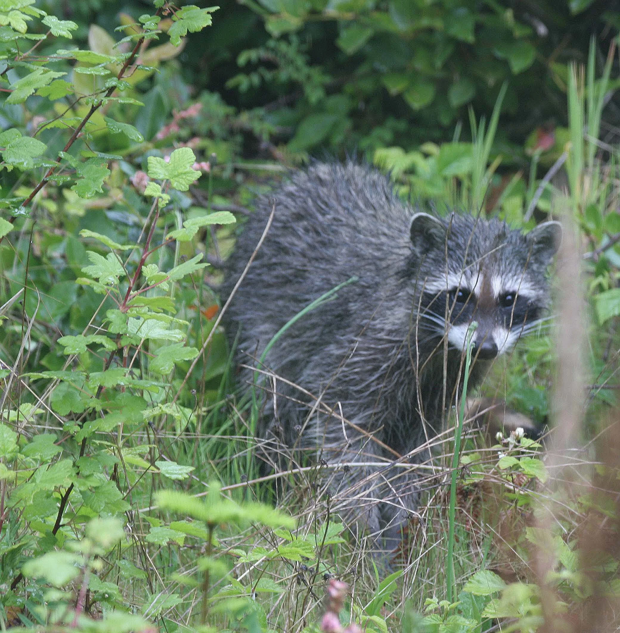 RACOON A.jpg