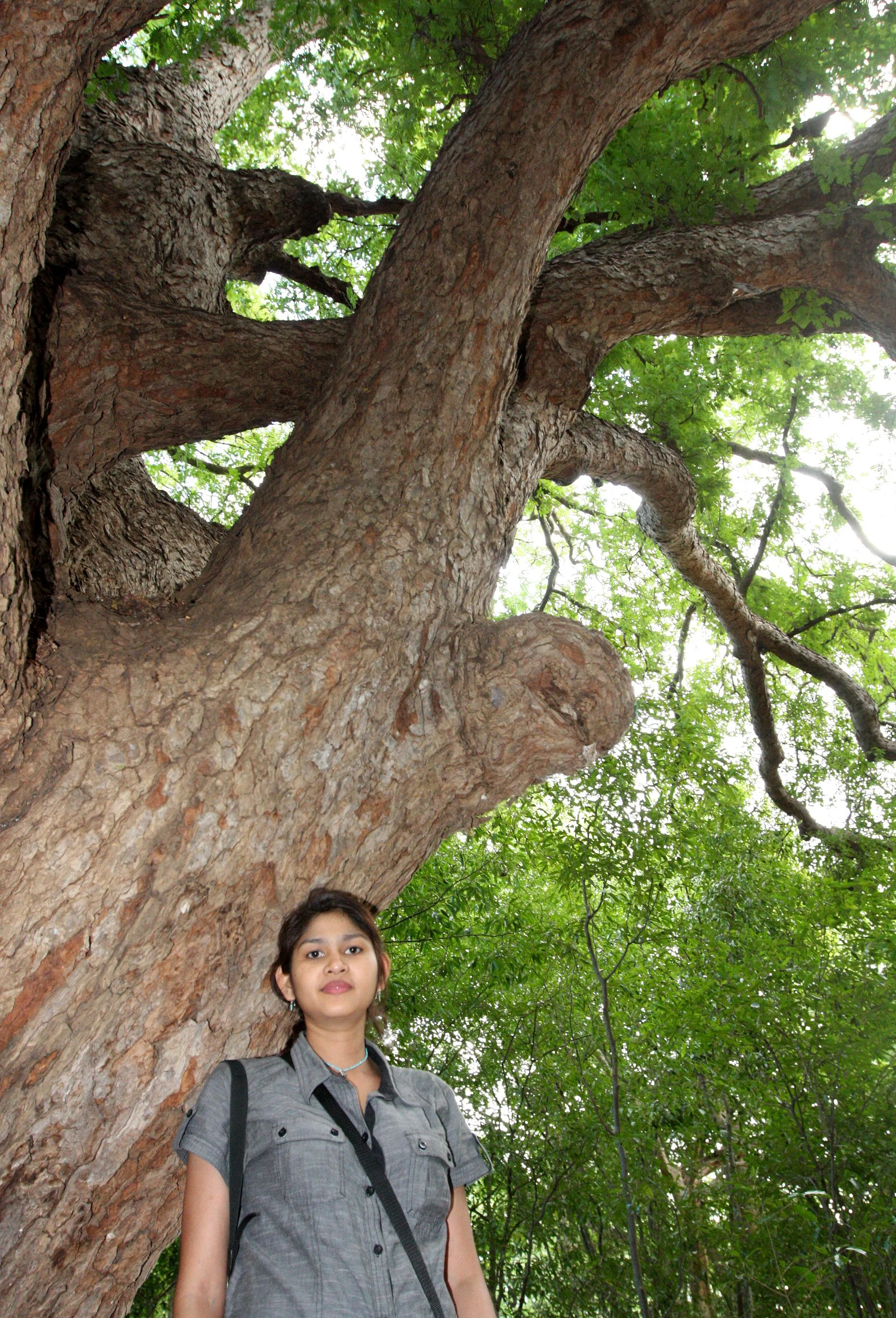 PLANT - TAMARAND GALLERY FOREST - BERENTY RESERVE MADAGASCAR (3).JPG