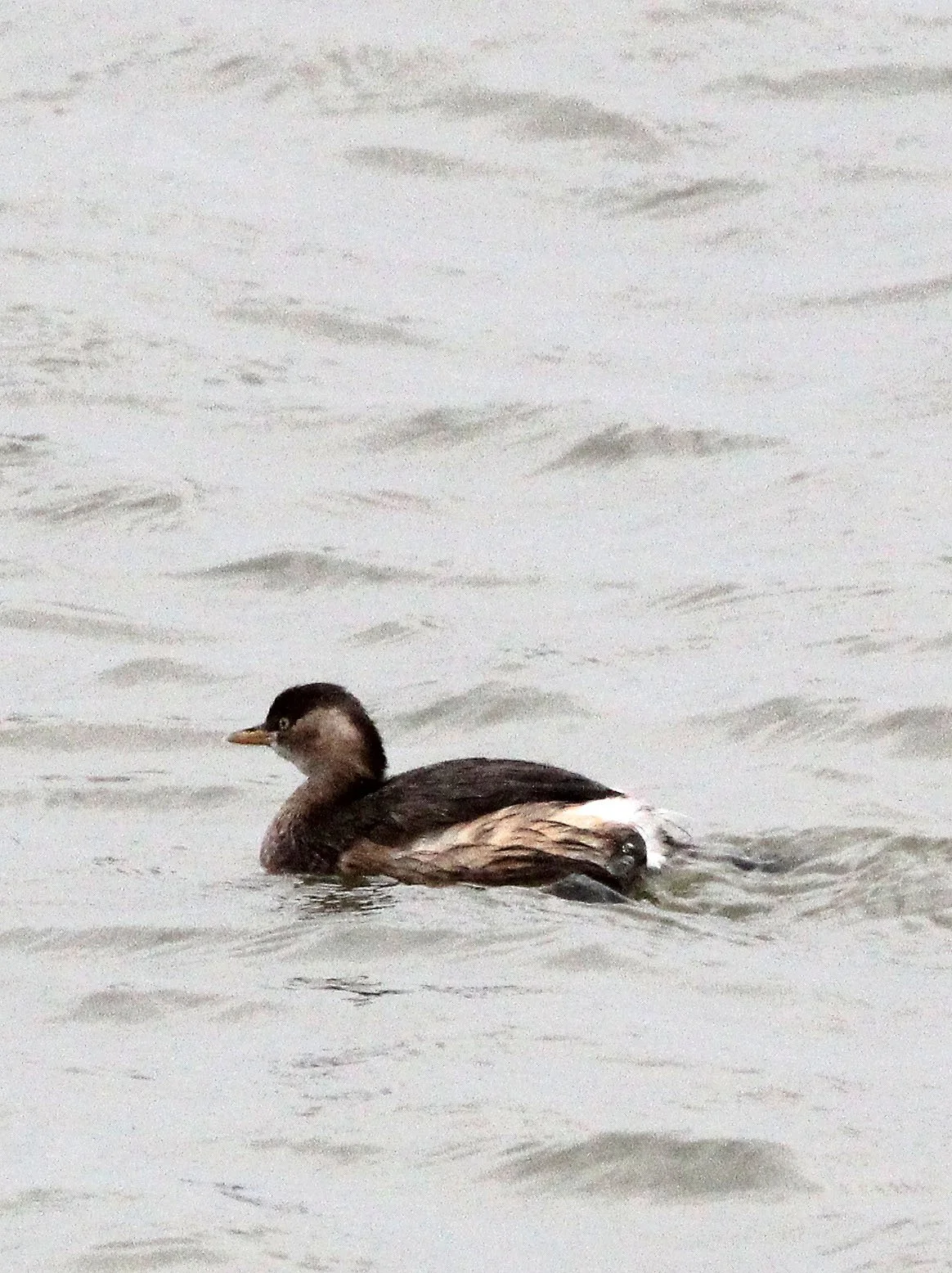 Little Grebe (Tachybaptus ruficollis) Poyang Lake Jiangxi Province China (3).JPG