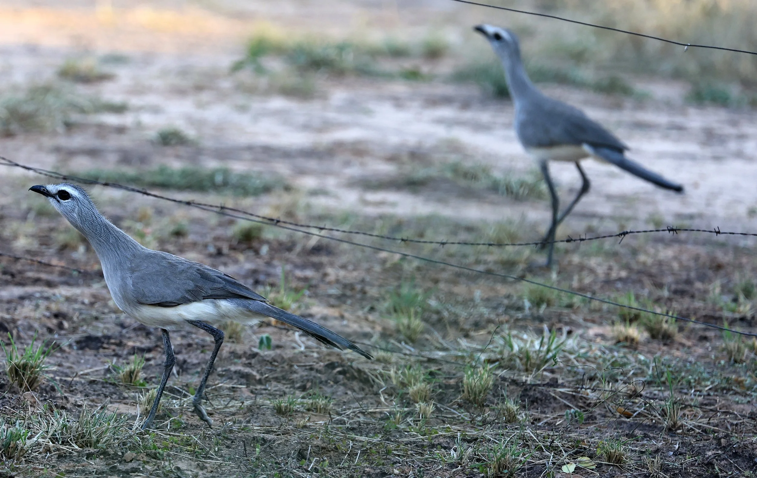 Black-legged Seriema (Chunga burmeisteri) Parque Nacional Teniente Agripino Enciso