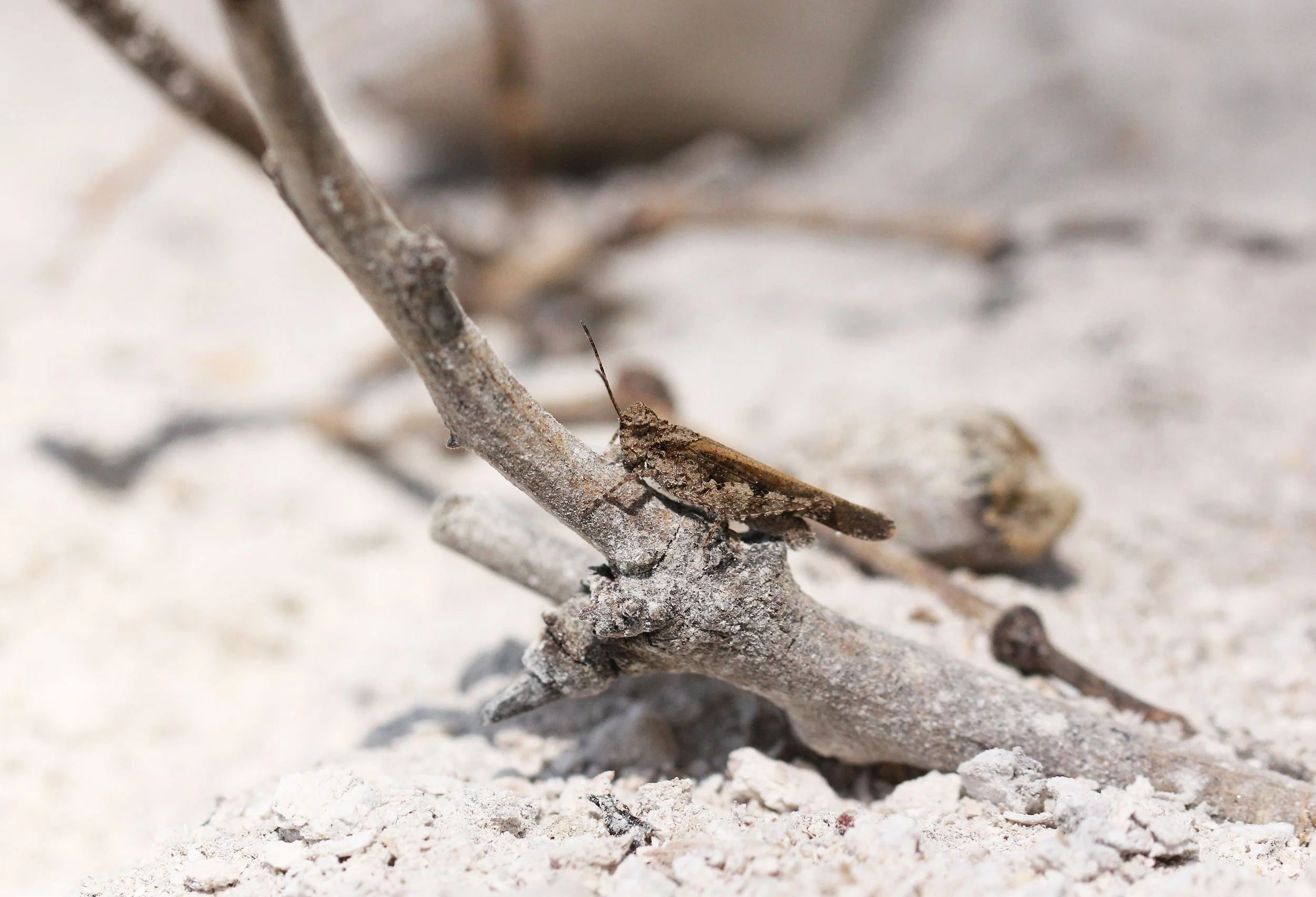 Acrididae - Species 2 - Koh Lanta, Thailand (7).JPG