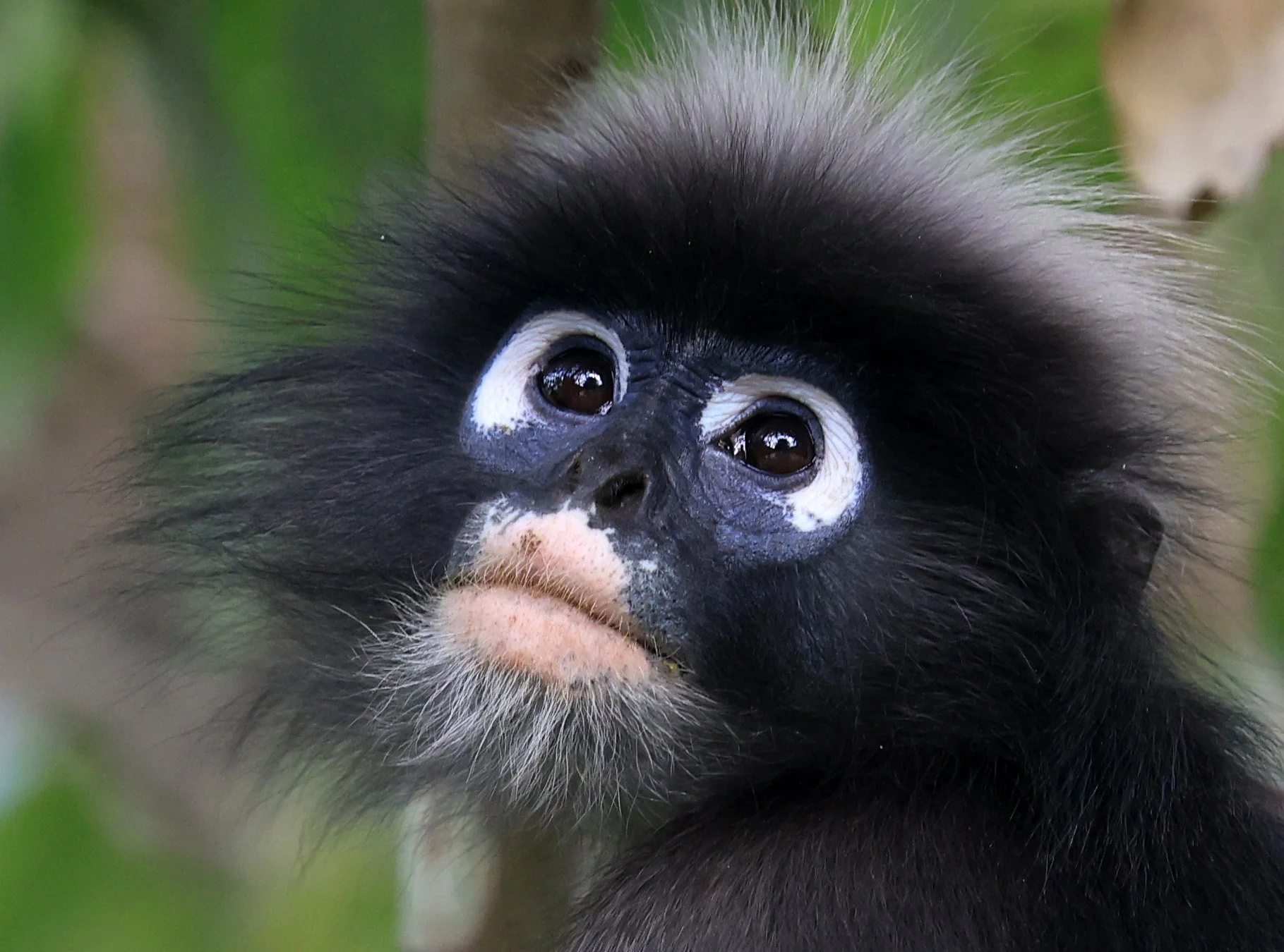 Dusky Langur (Spectacled) Leaf Monkey (Trachypithecus obscurus) Kaeng Krachan National Park ESS Expedition 2026 (55).jpg