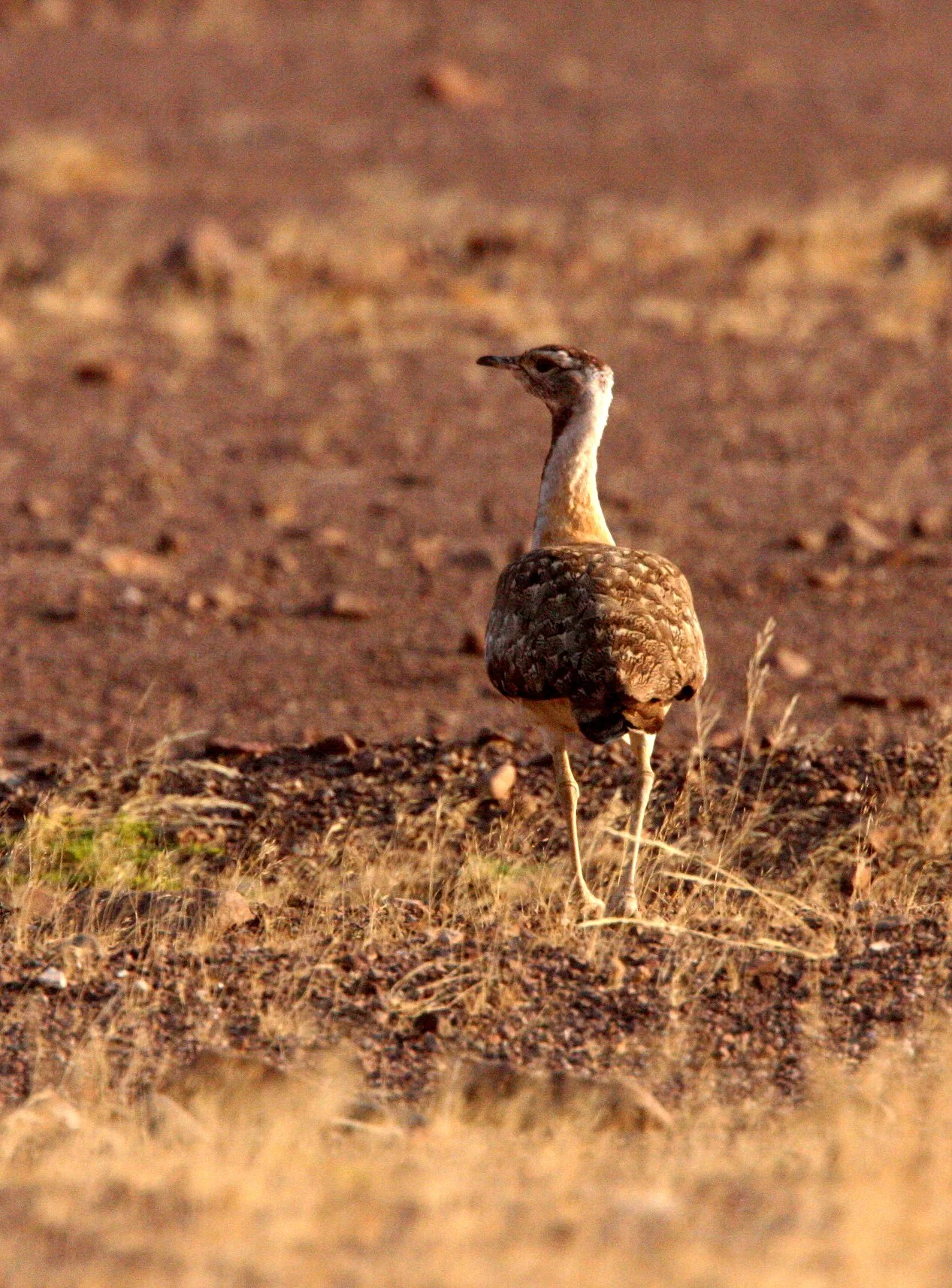 Ludwig's bustard (Neotis ludwigii) Damaraland Namibia (4).JPG