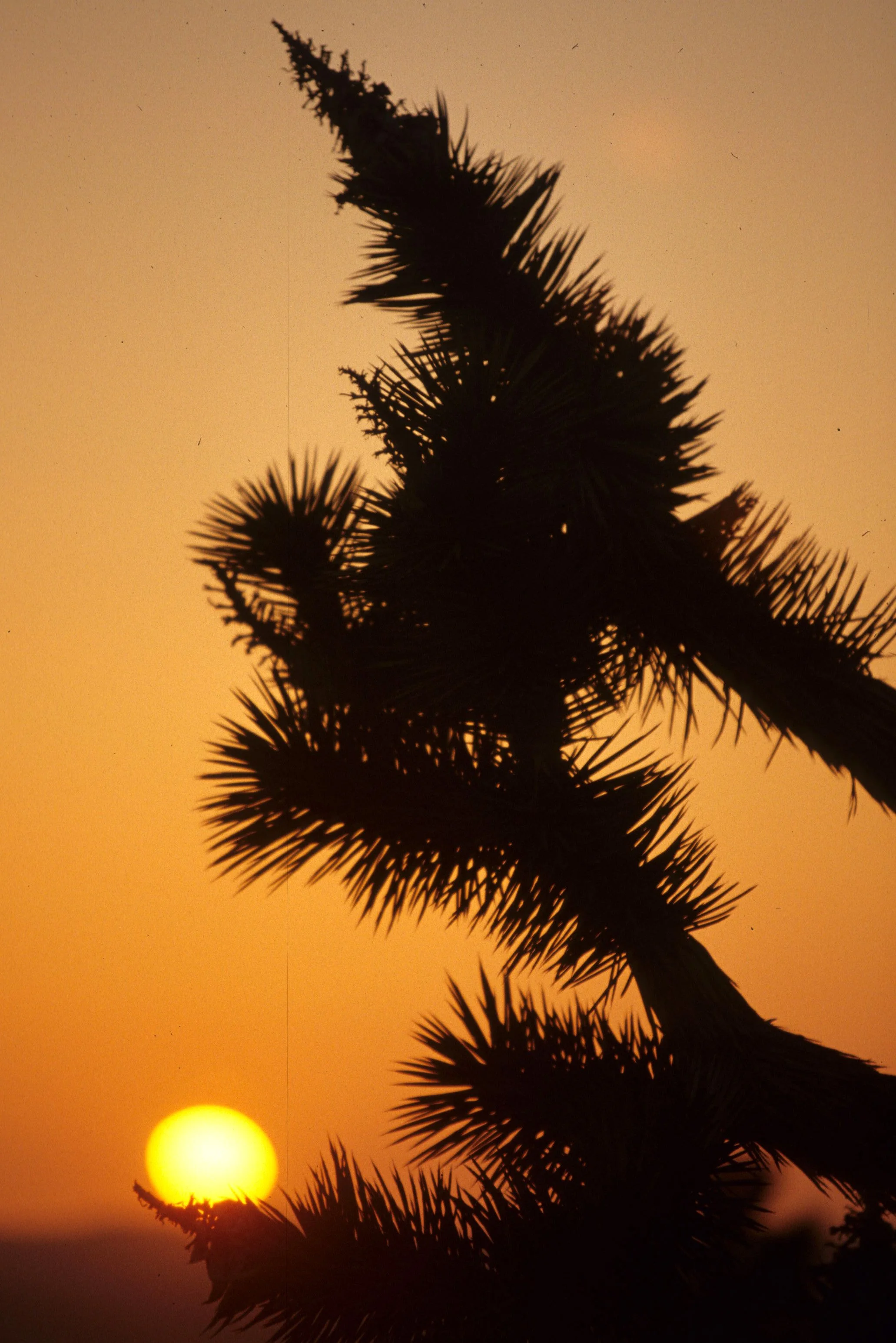 MOJAVE - YUCCA SUNSET A.jpg