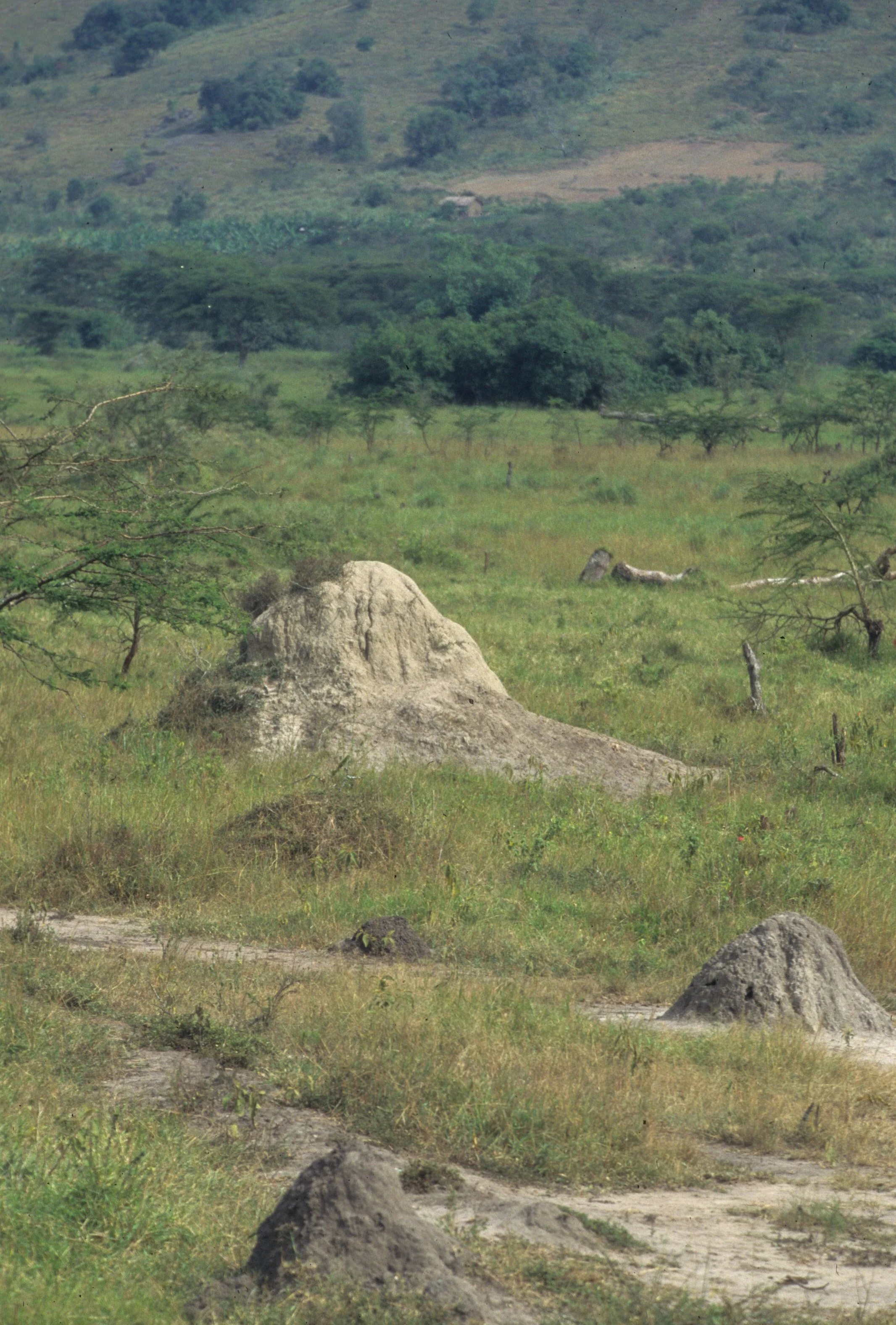 INVERTS - TERMITES UGANDA.jpg