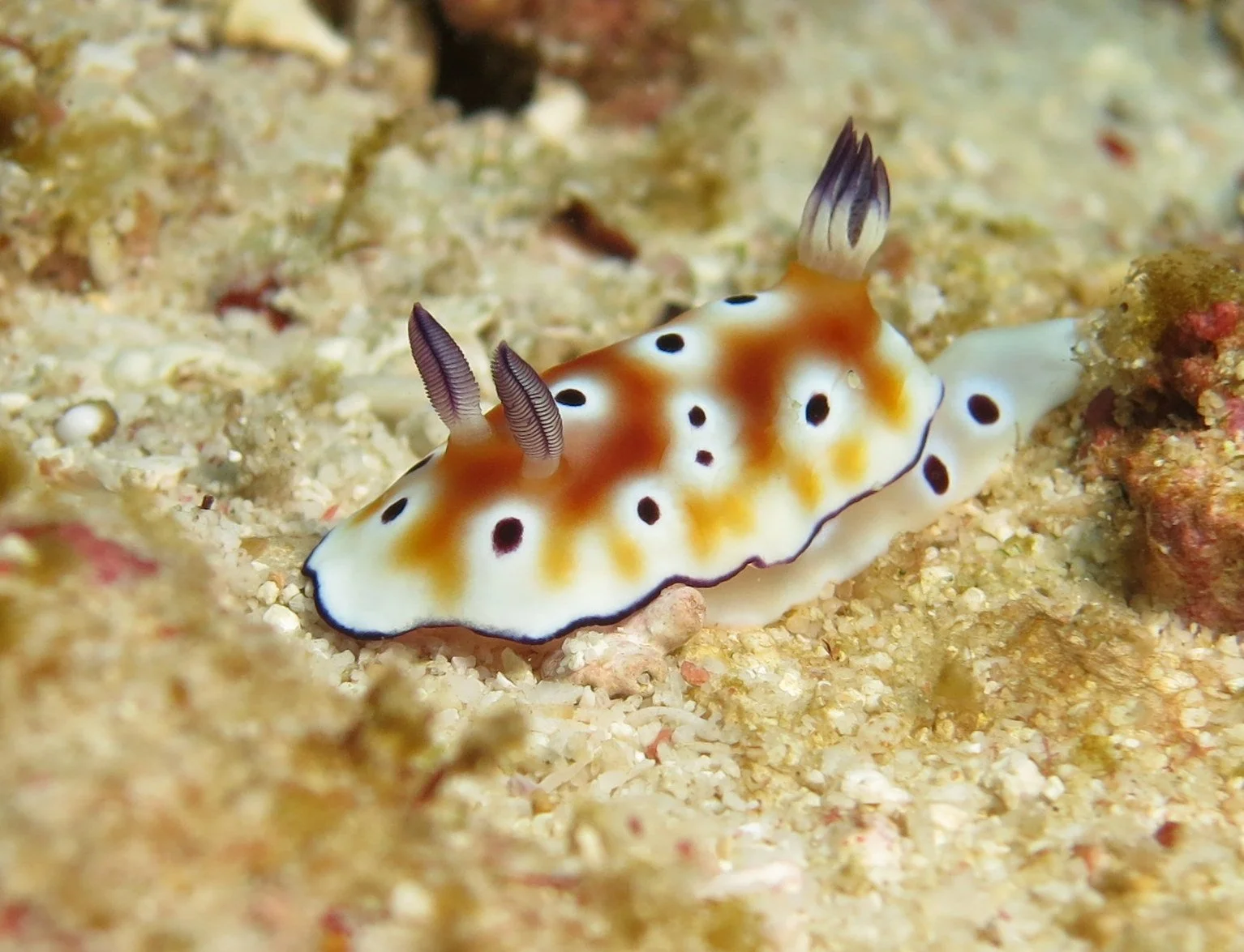 Nudibranch - Chromodoris leopardus - Similans, Thailand  (3).JPG