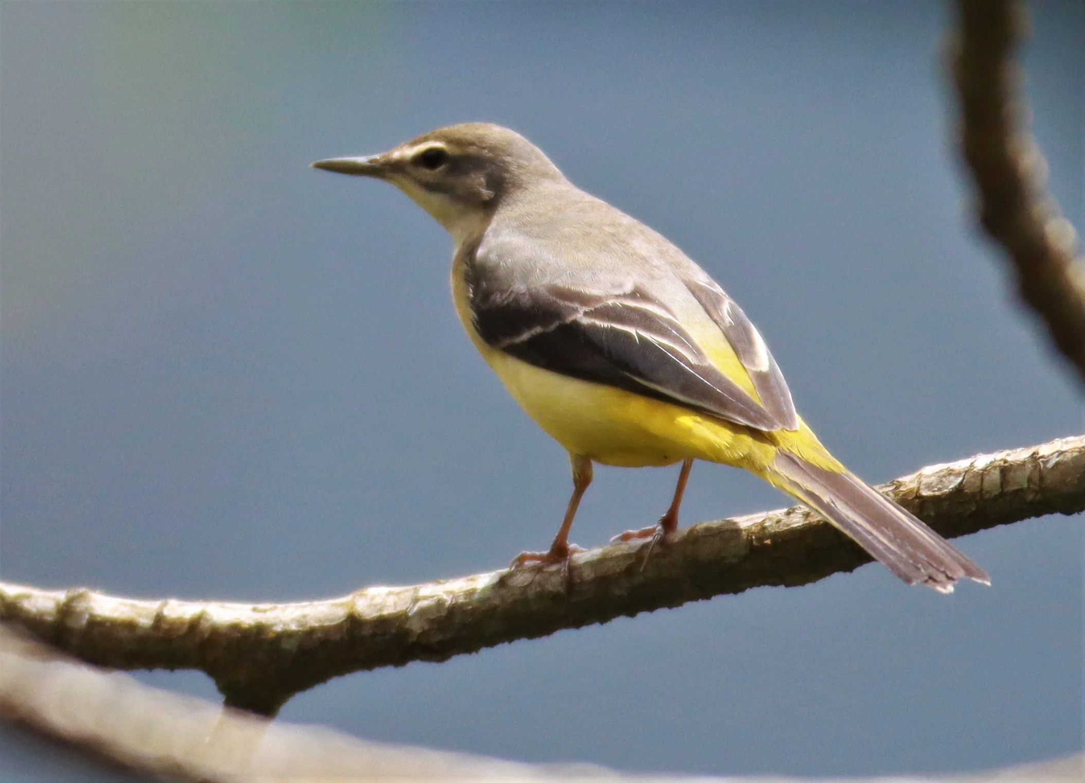 GREY WAGTAIL - Motacilla cinerea - CHONG YEN CAMPSITE MAE WONG NATIONAL PARK (26).jpg
