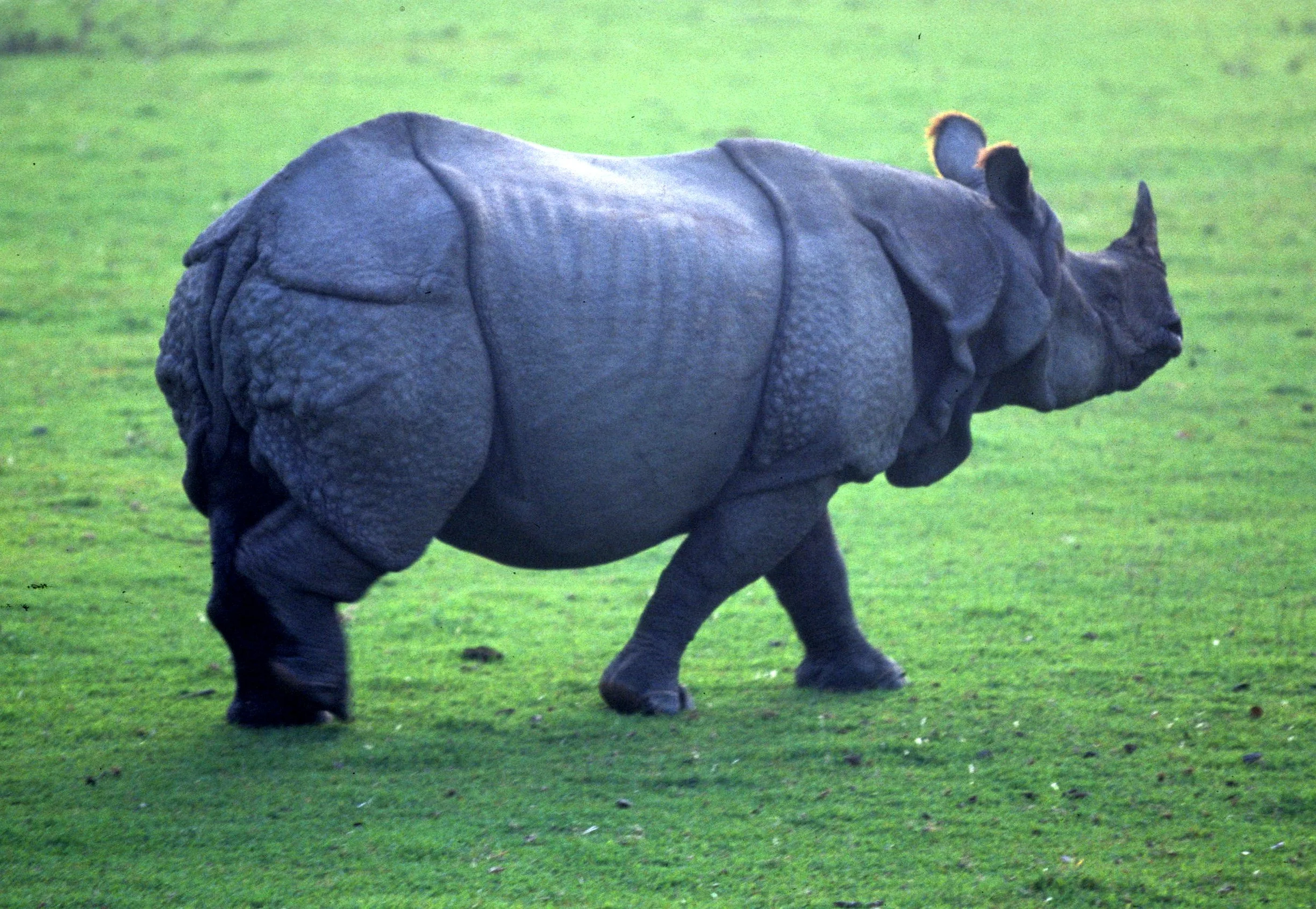 RHINO - ASIAN RHINOCEROUS SPECIES - CHITWAN NP NEPAL (4).jpg