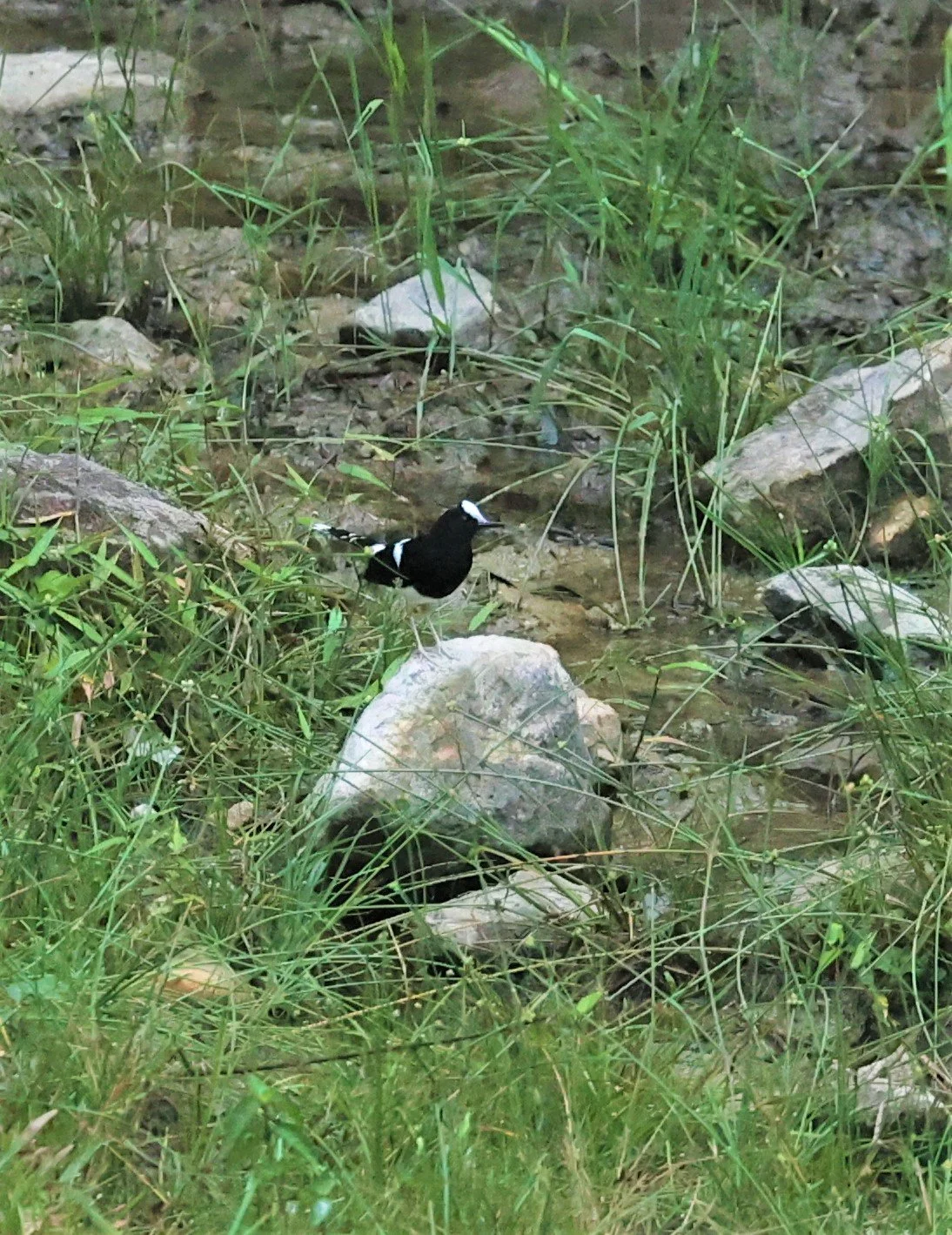 Enicurus leschenaulti - WHITE-CROWNED FORKTAIL - TAMAN NEGARA KUMBANG HIDE MALAYSIA (3).jpg
