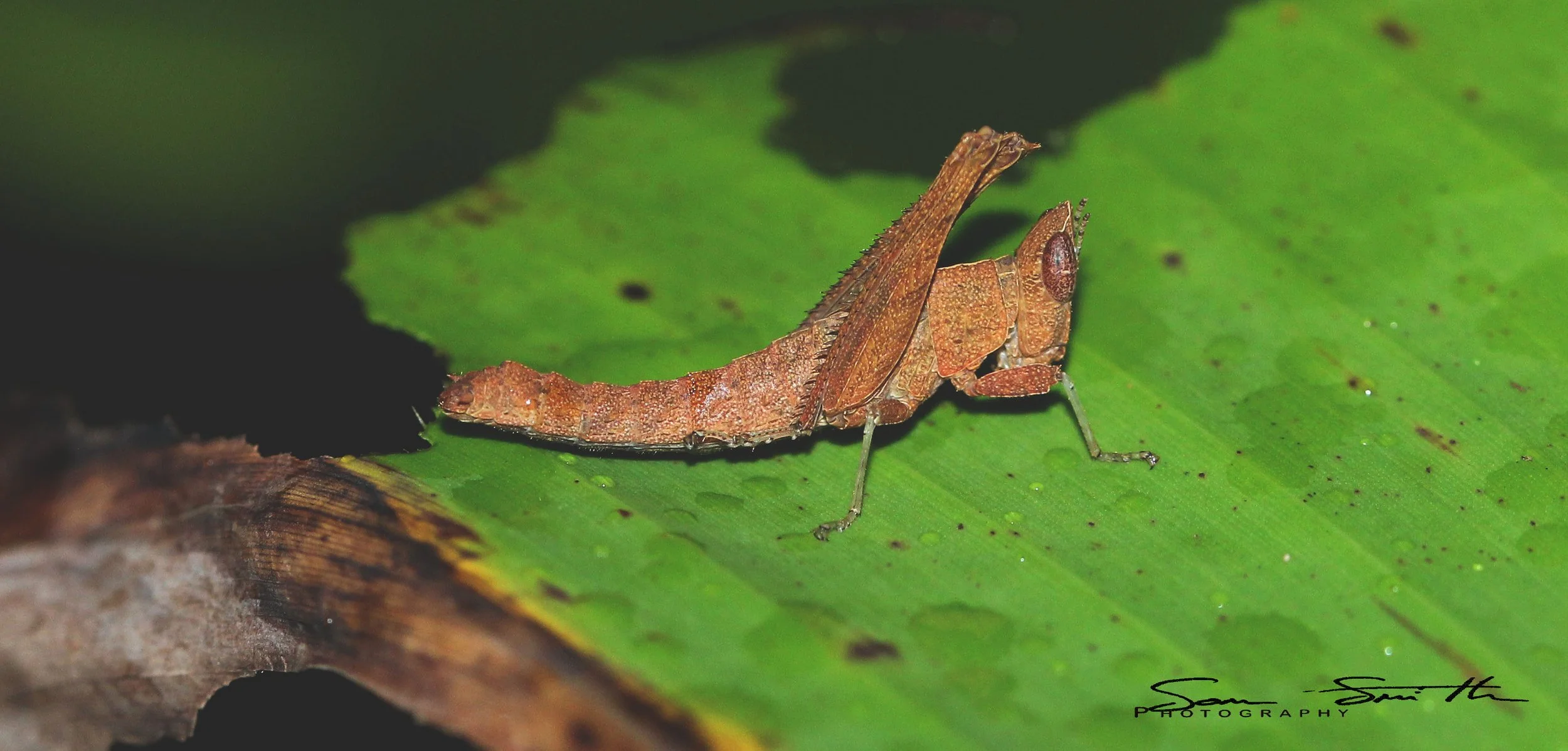 Acrididae - Species 20 - Koh Lanta, Thailand 