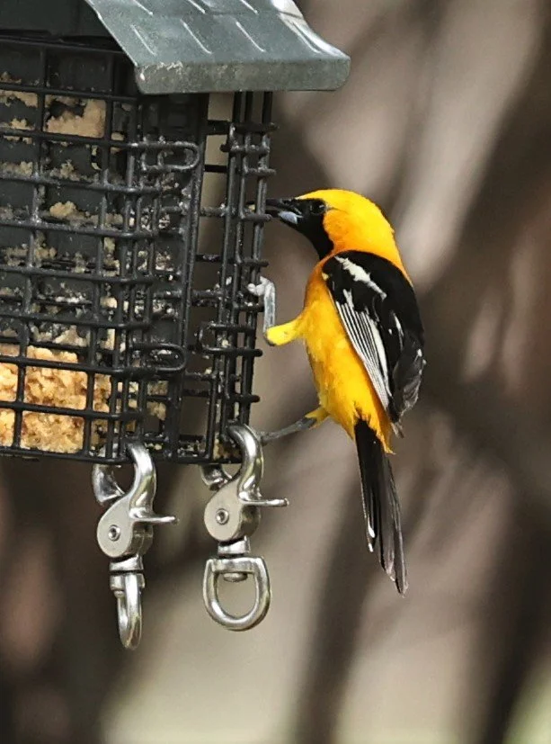 Hooded Oriole (Icterus cucullatus) Cave Creek Arizona (1).jpg