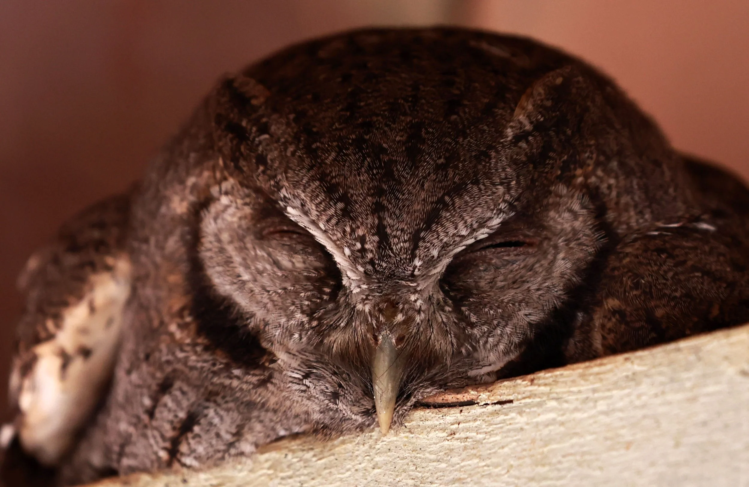 Owl - Tropical Screech-Owl - Megascops choliba - Emas National Park, Goias Brazil (14).jpg