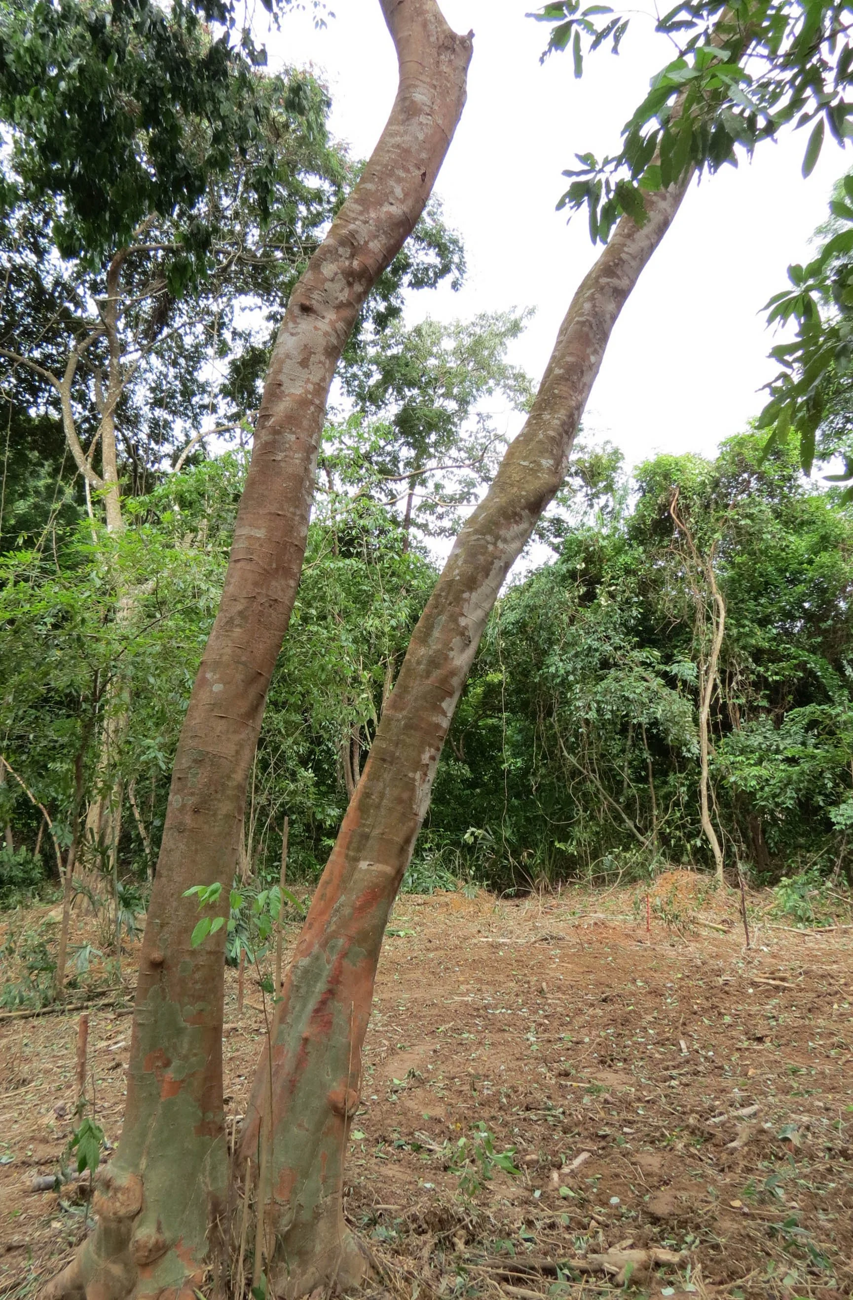 2014 Koh Lanta Build (19).JPG