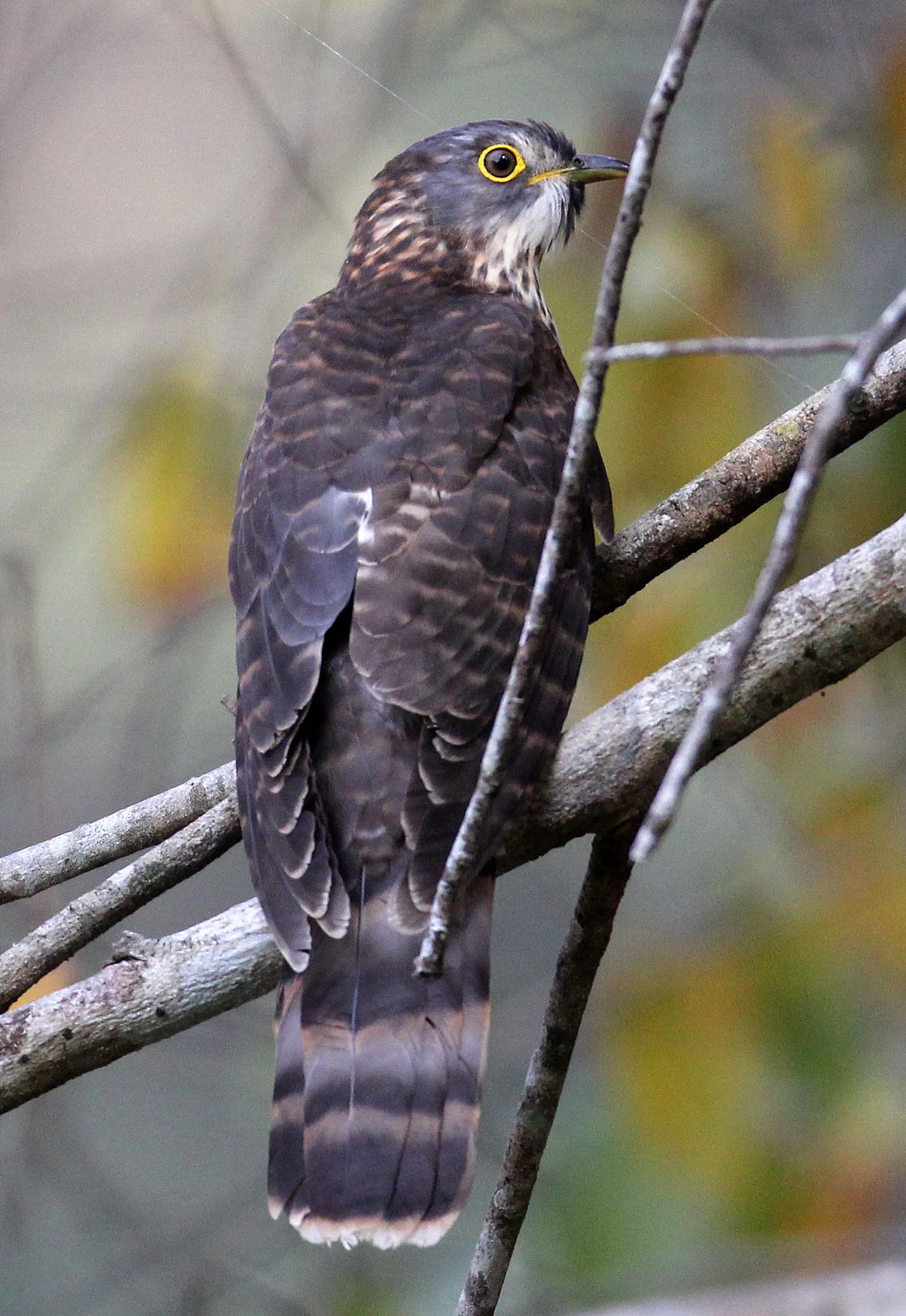 Large Hawk-cuckoo (Hierococcyx sparveroides) Huai Kha Khaeng NWR Thailand (21).JPG