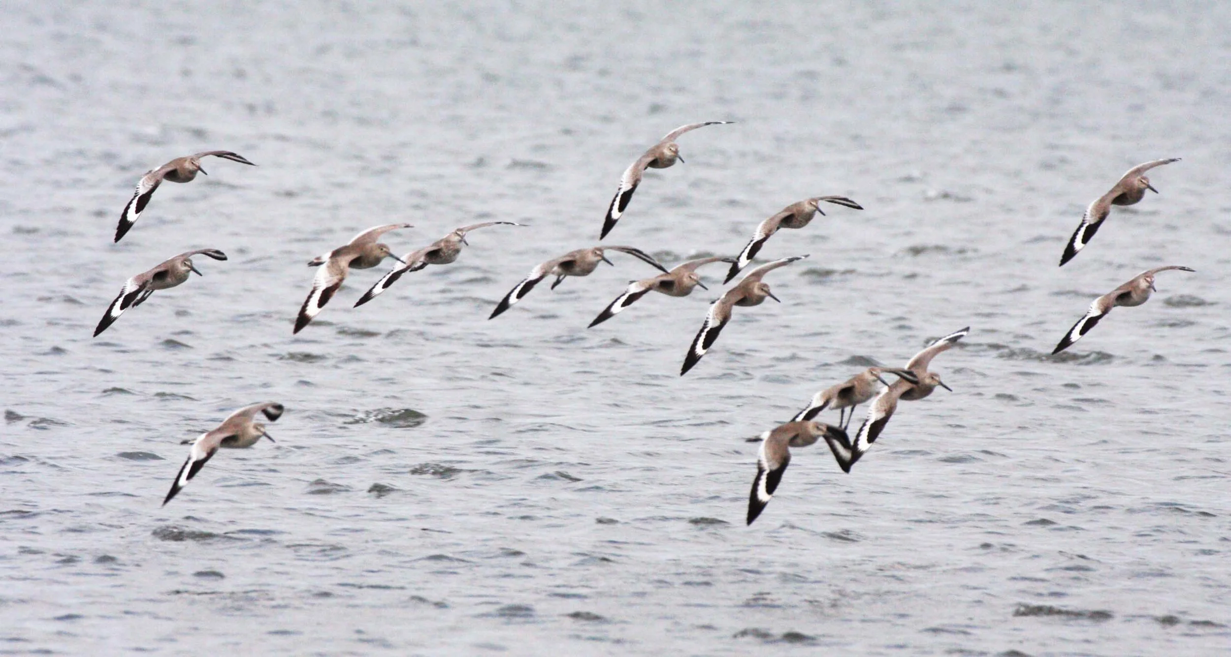 BIRD - WILLET - SAN IGNACIO LAGOON BAJA MEXICO (2).JPG